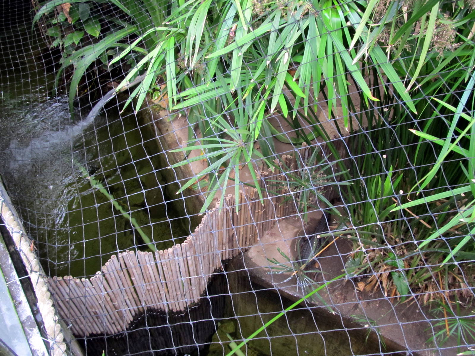 Topeka Zoo 2011 - Dwarf Caiman Exhibits
