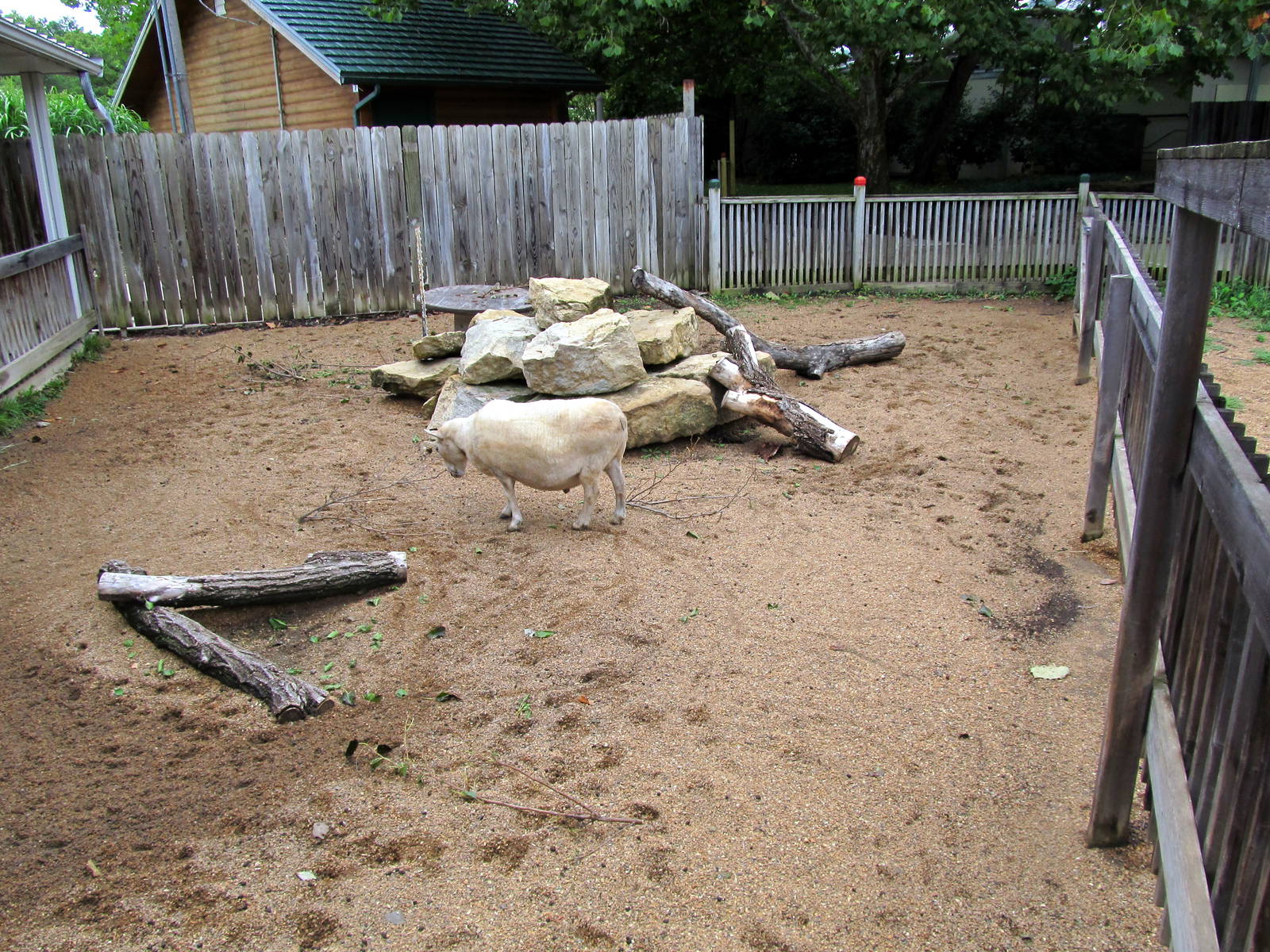 Topeka Zoo 2011 - Goat/Sheep Pen