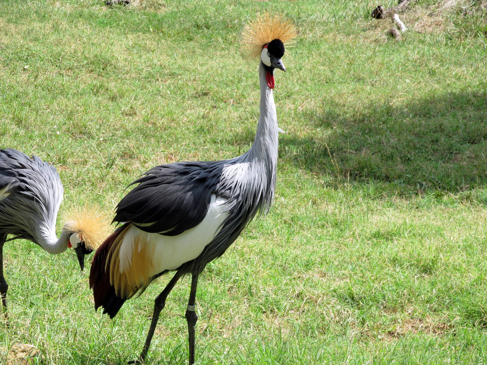 Topeka Zoo 2011 - Gray Crowned Crane