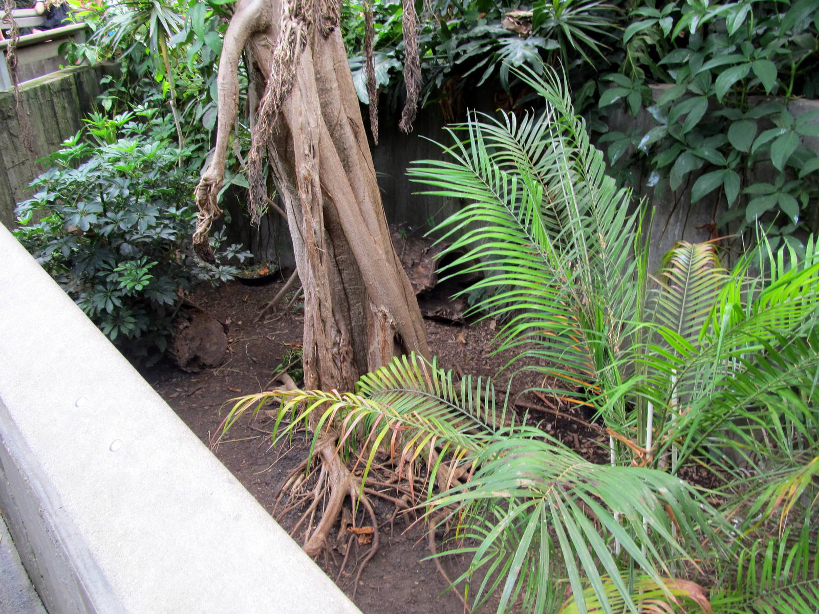 Topeka Zoo 2011 - Greater Malayan Chevrotain Exhibit