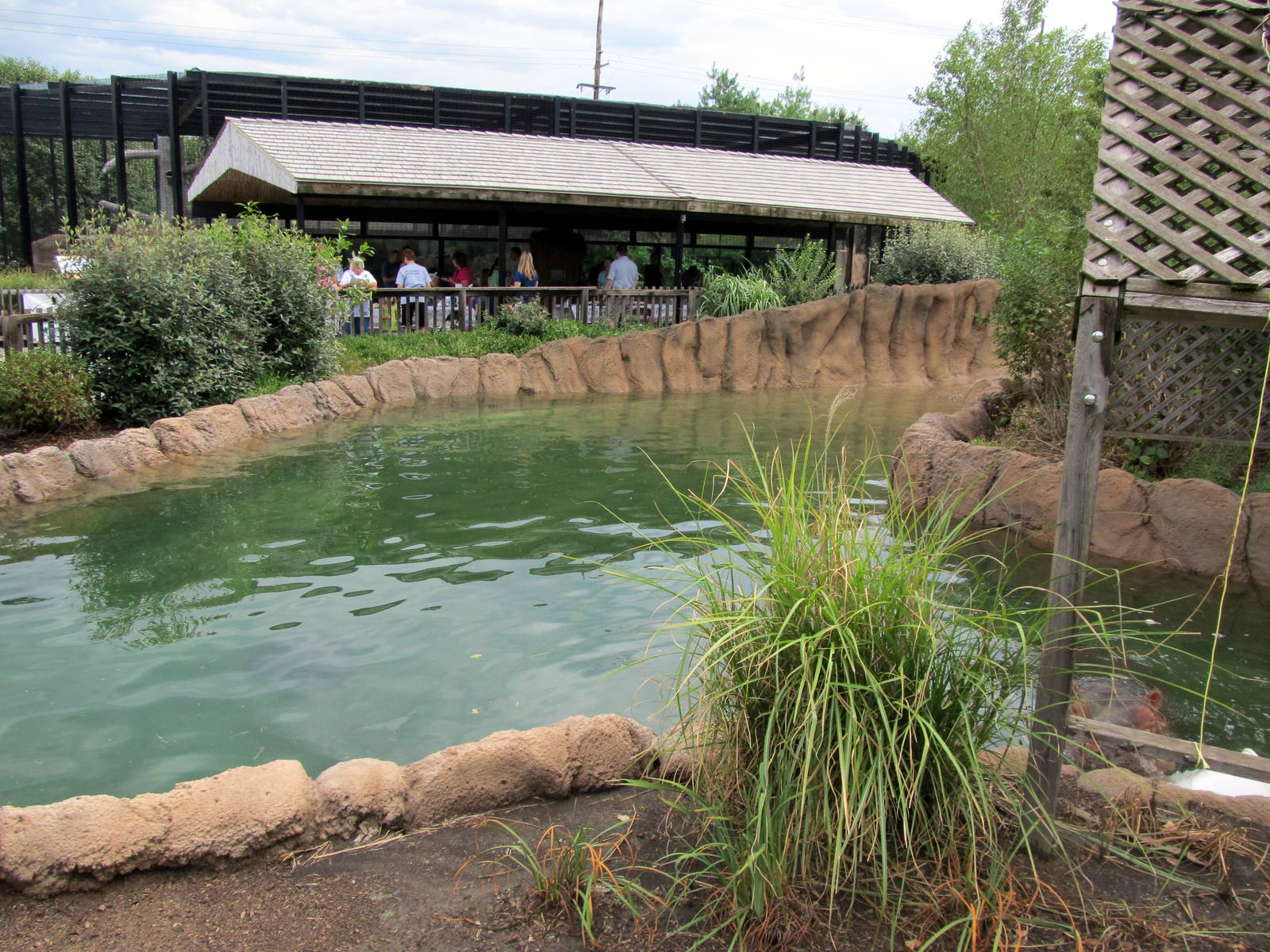 Topeka Zoo 2011 - Hippopotamus Outdoor Pool