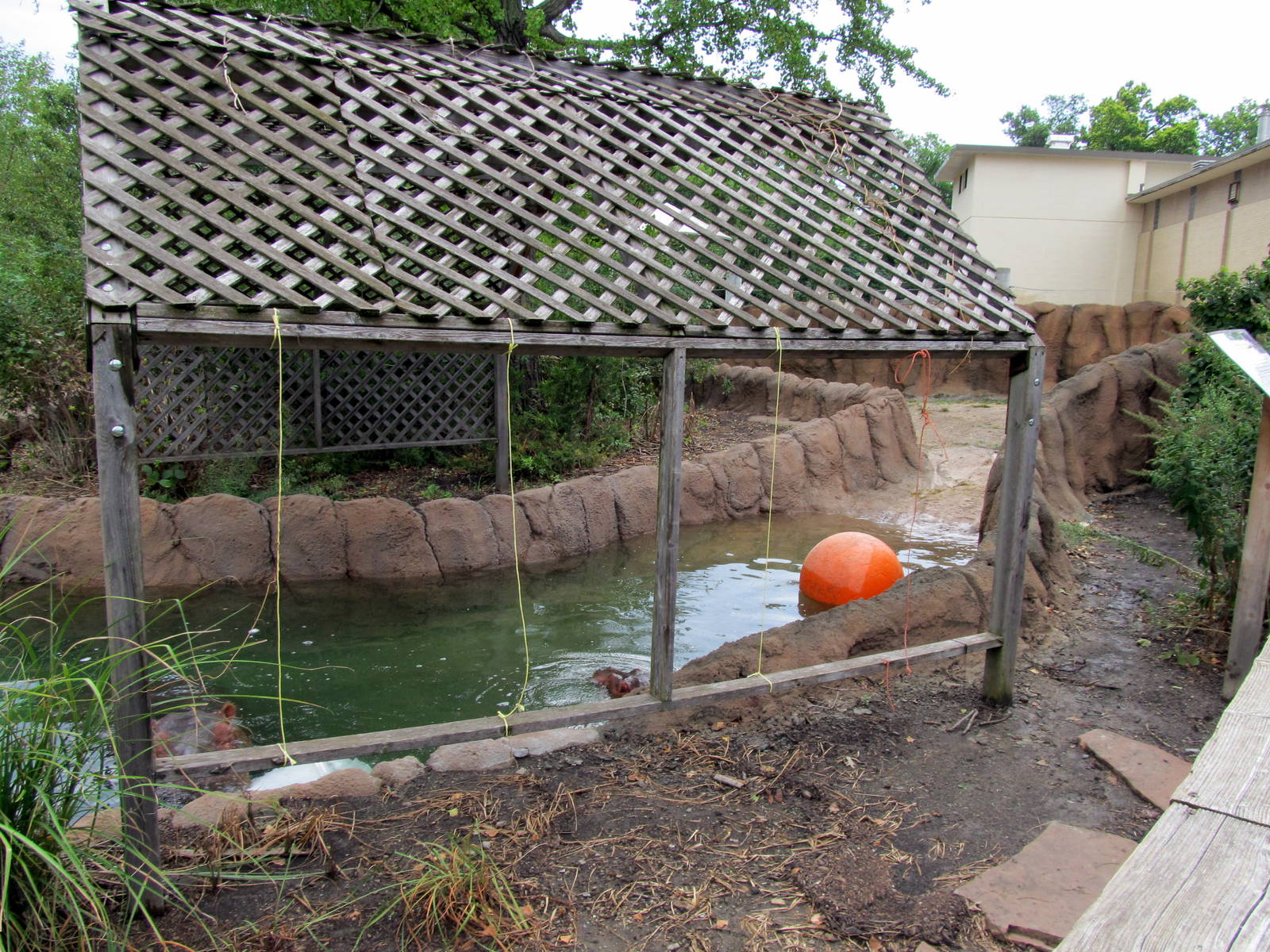 Topeka Zoo 2011 - Hippopotamus Outdoor Pool