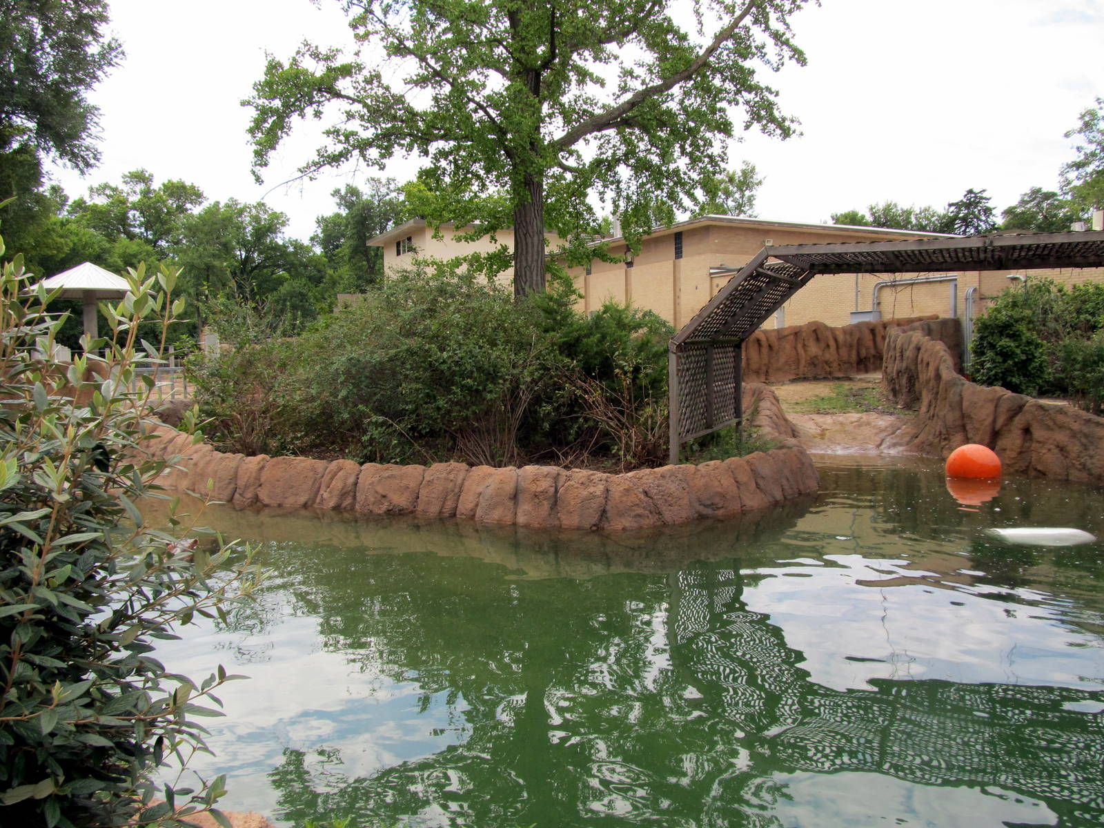 Topeka Zoo 2011 - Hippopotamus Outdoor Pool