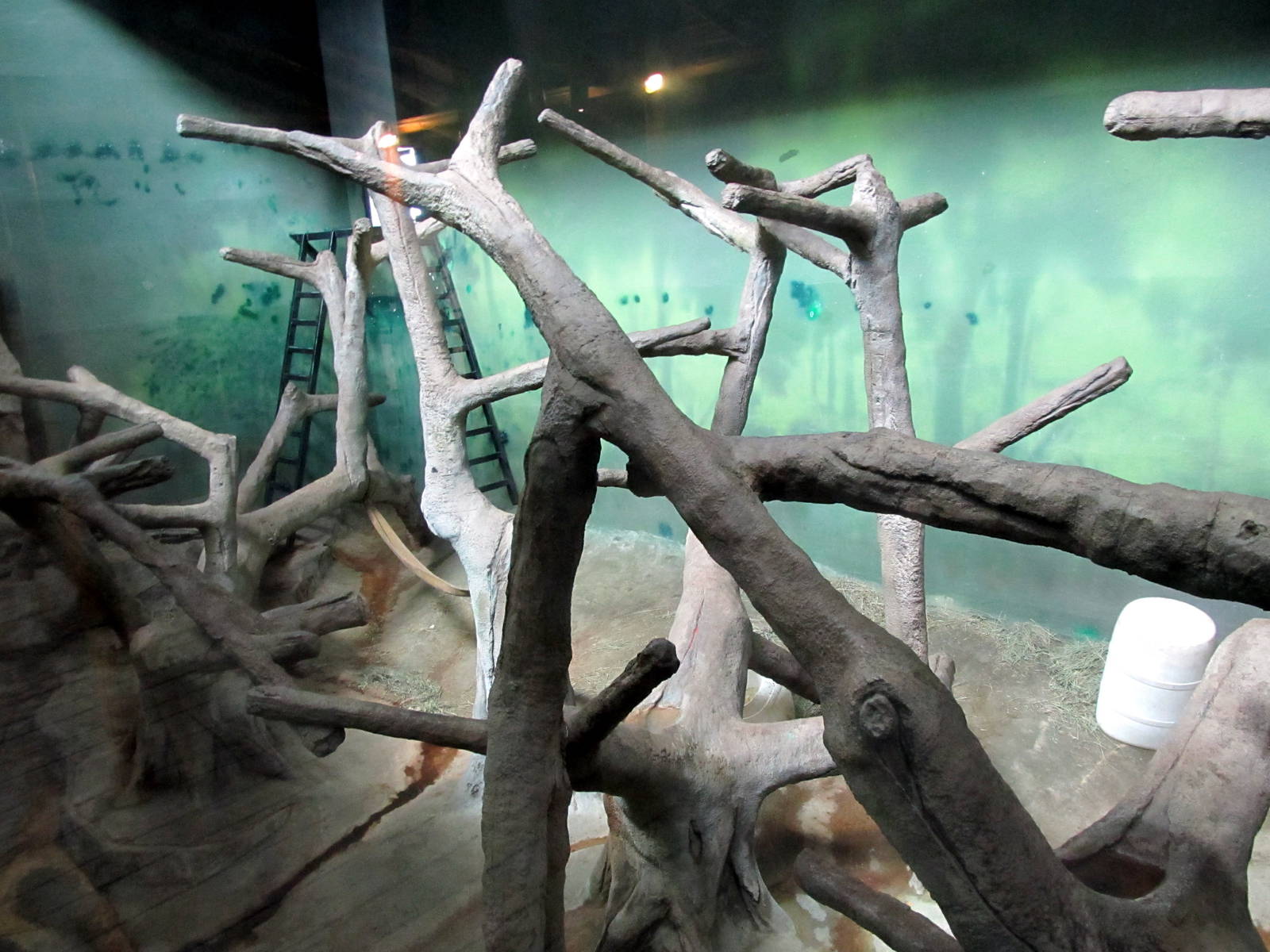 Topeka Zoo 2011 - Indoor Bornean Orangutan