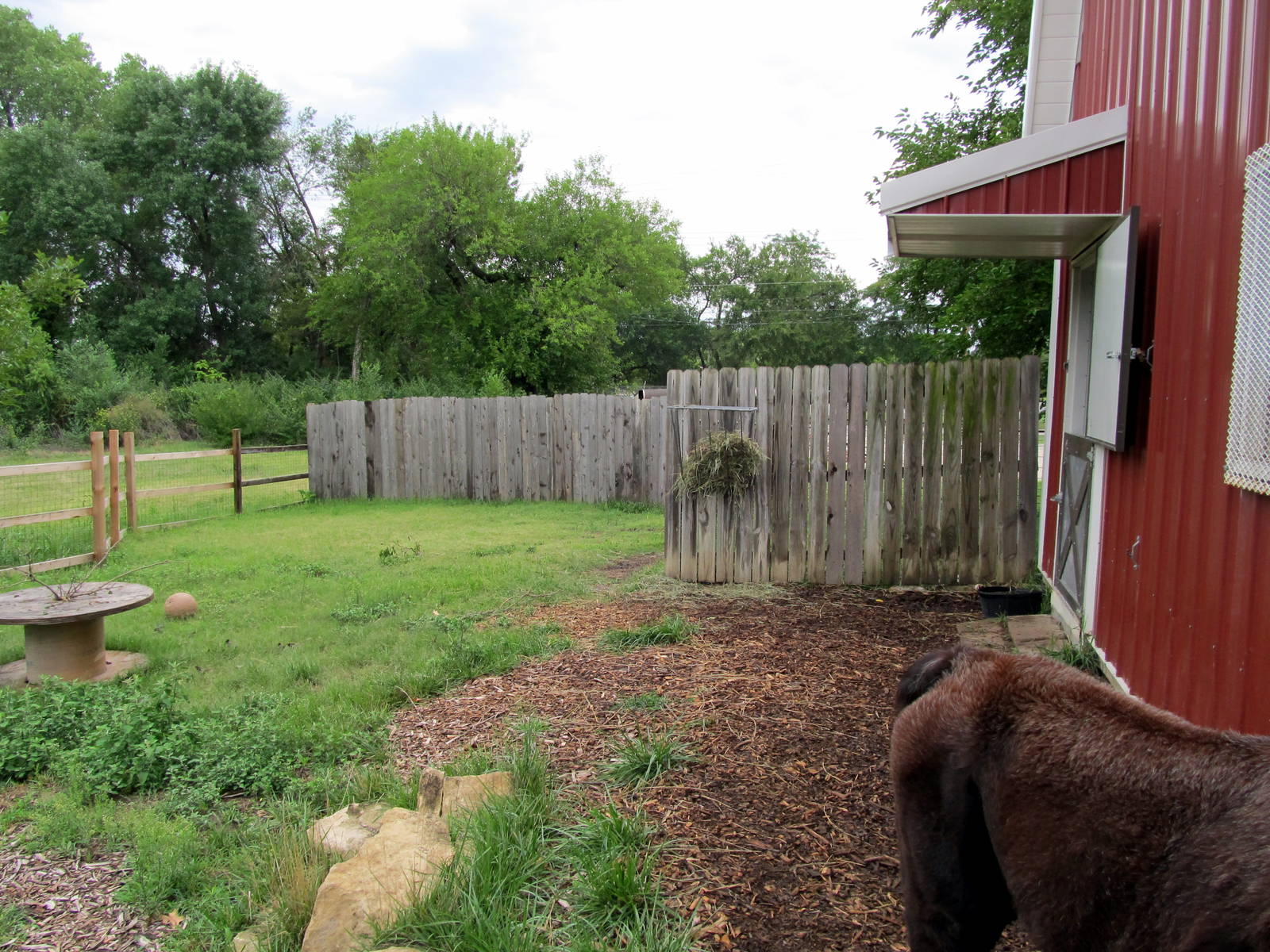 Topeka Zoo 2011 - Llama Pen