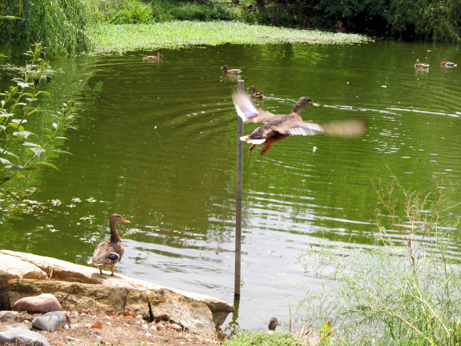 Topeka Zoo 2011 - Mallards