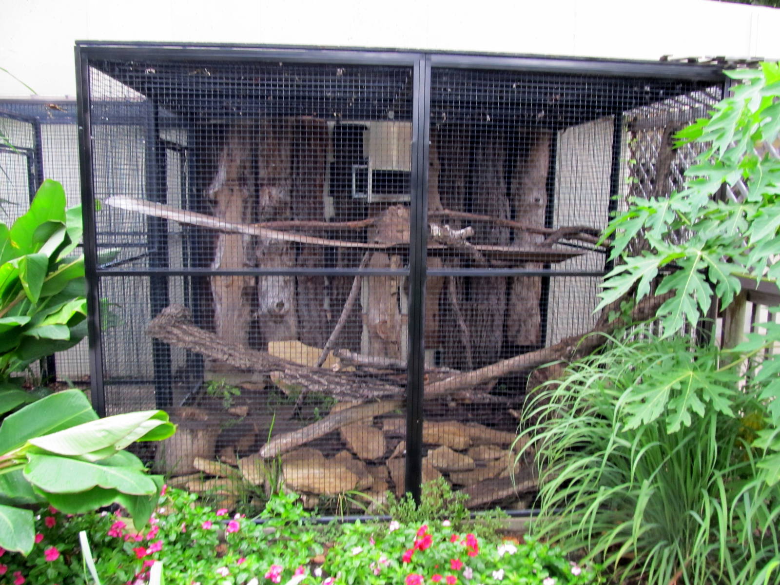 Topeka Zoo 2011 - Outdoor Fishing Cat Exhibit