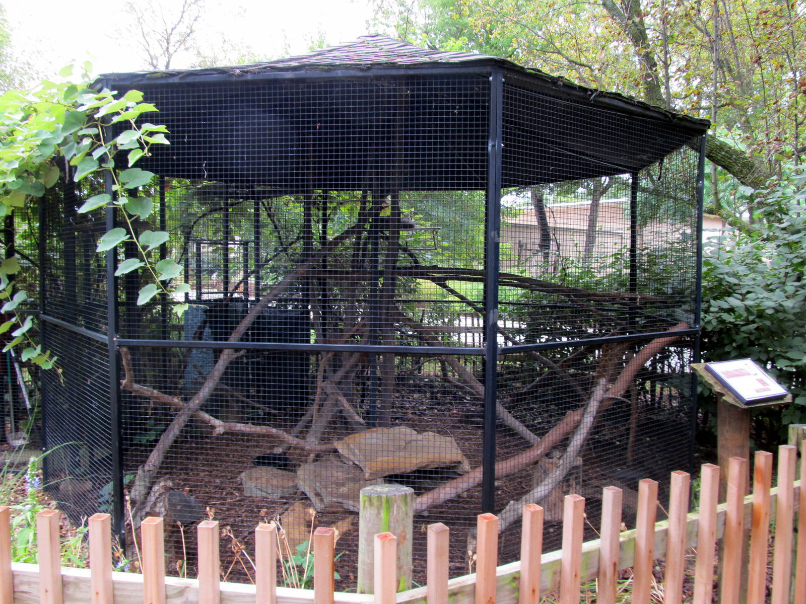 Topeka Zoo 2011 - Pallas Cat Exhibit