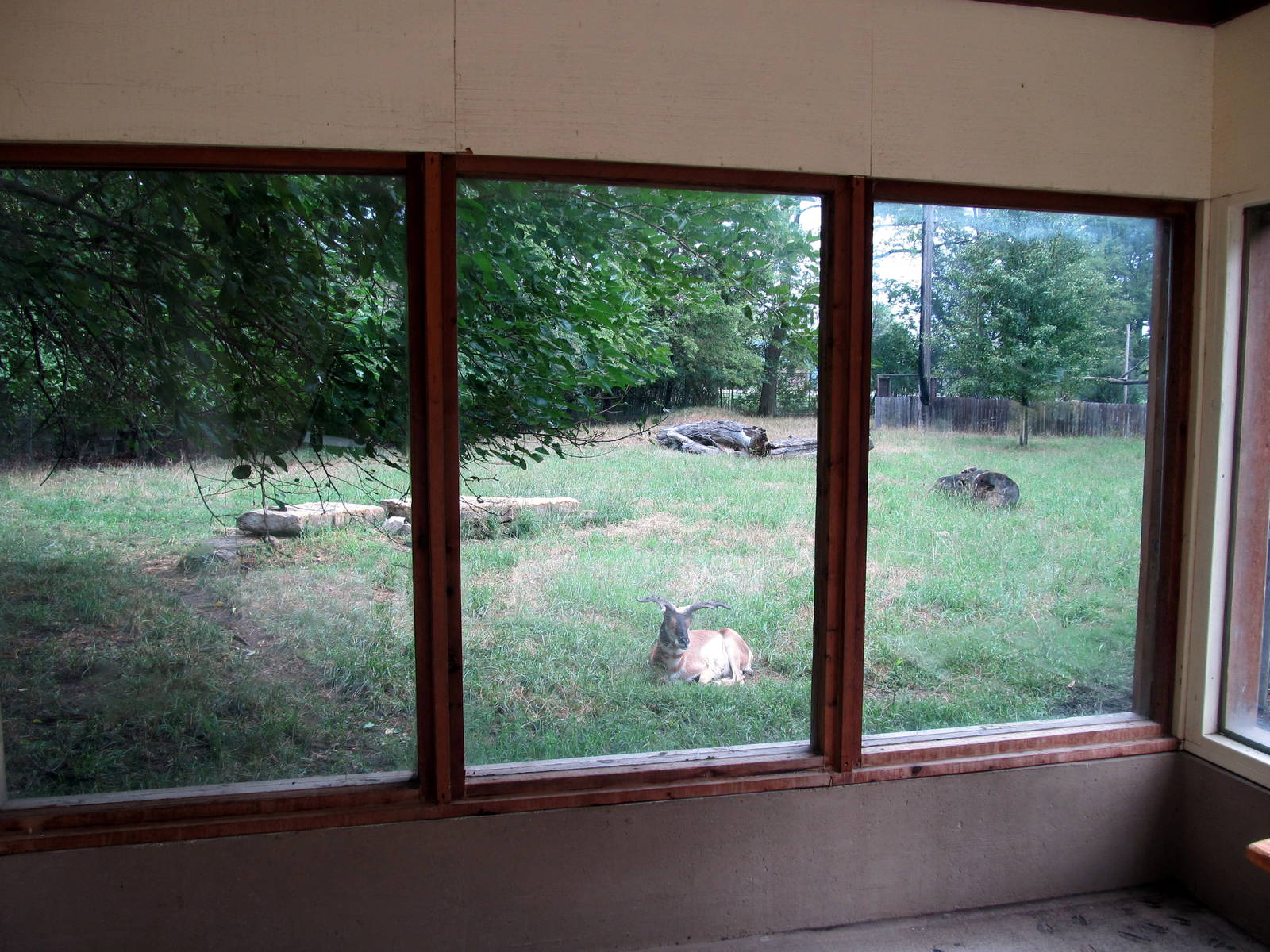 Topeka Zoo 2011 - Pronghorn Exhibit
