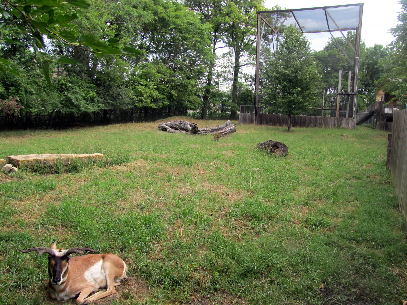 Topeka Zoo 2011 - Pronghorn Exhibit