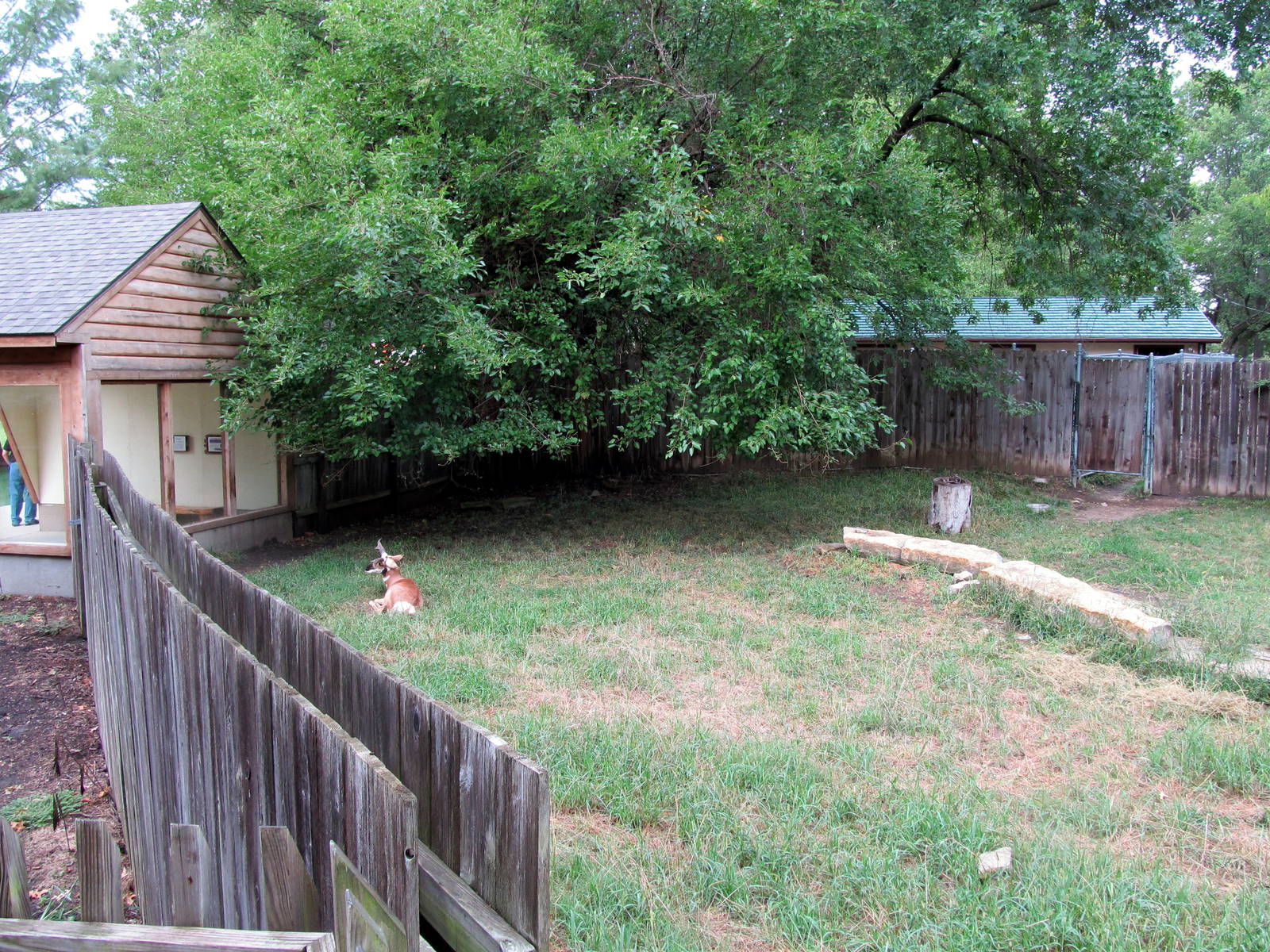 Topeka Zoo 2011 - Pronghorn Exhibit