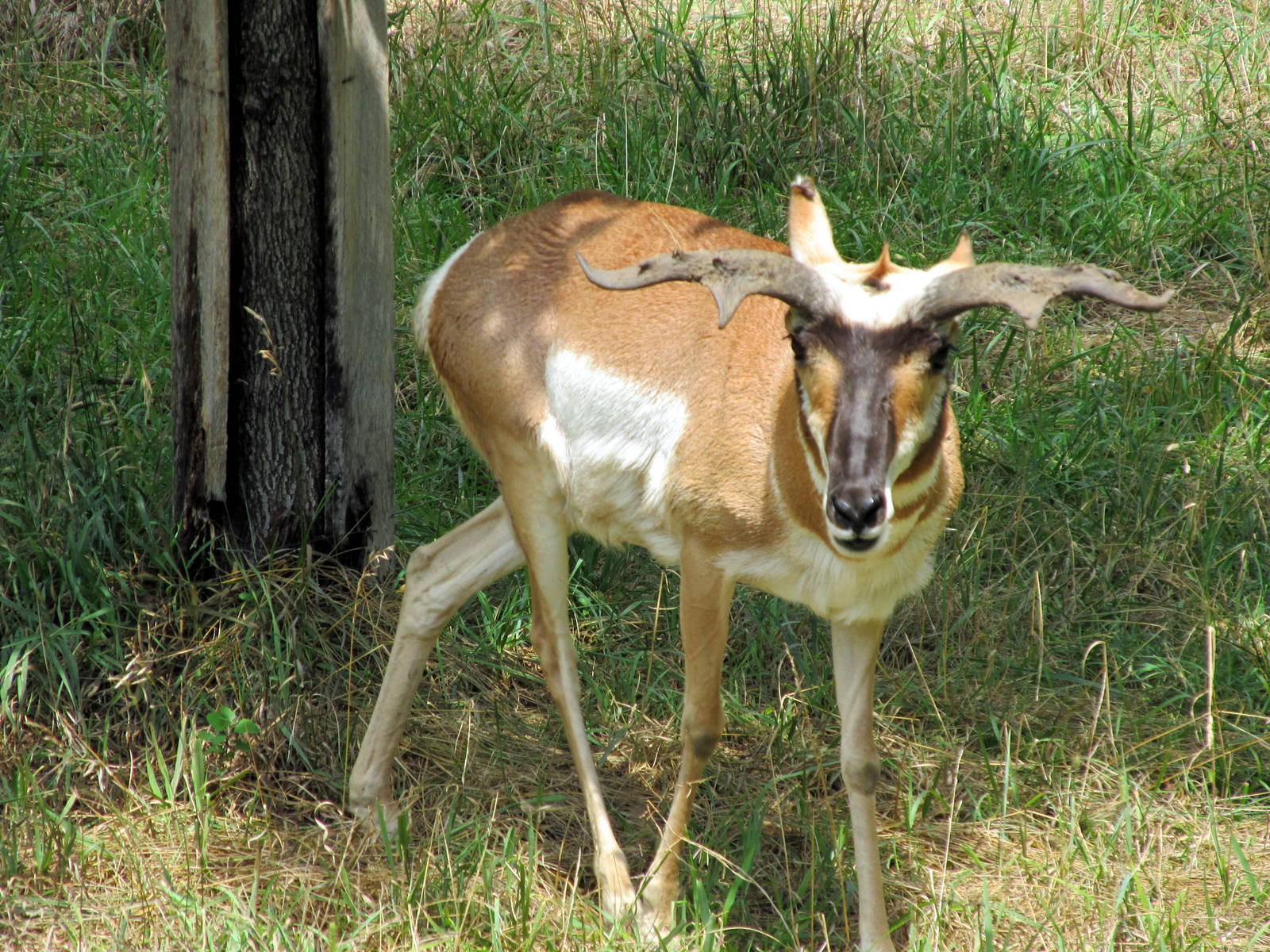 Topeka Zoo 2011 - Pronghorn