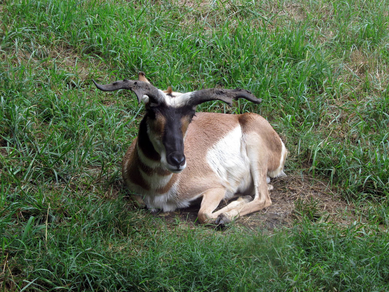 Topeka Zoo 2011 - Pronghorn