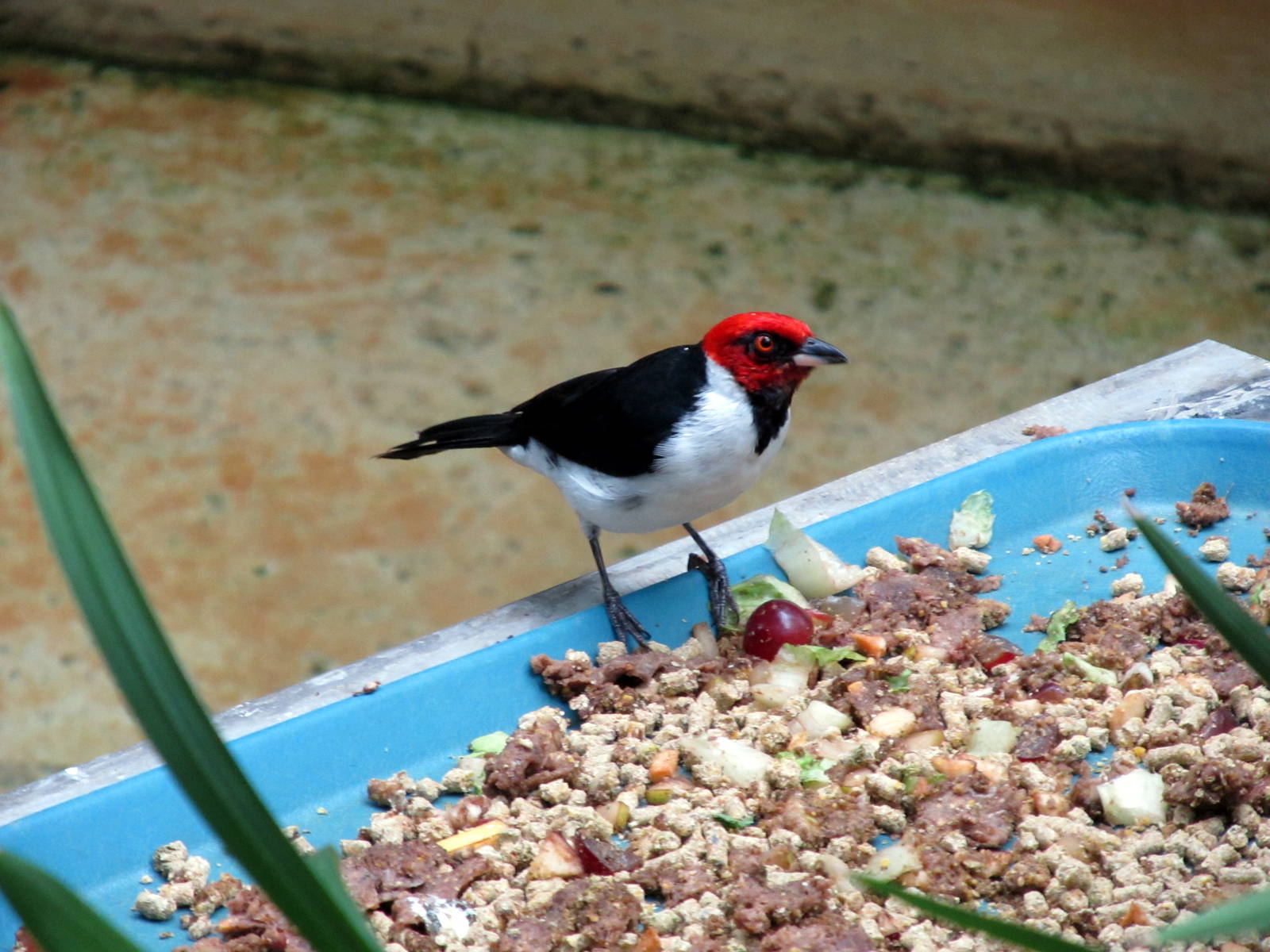 Topeka Zoo 2011 - Red-capped Cardinal