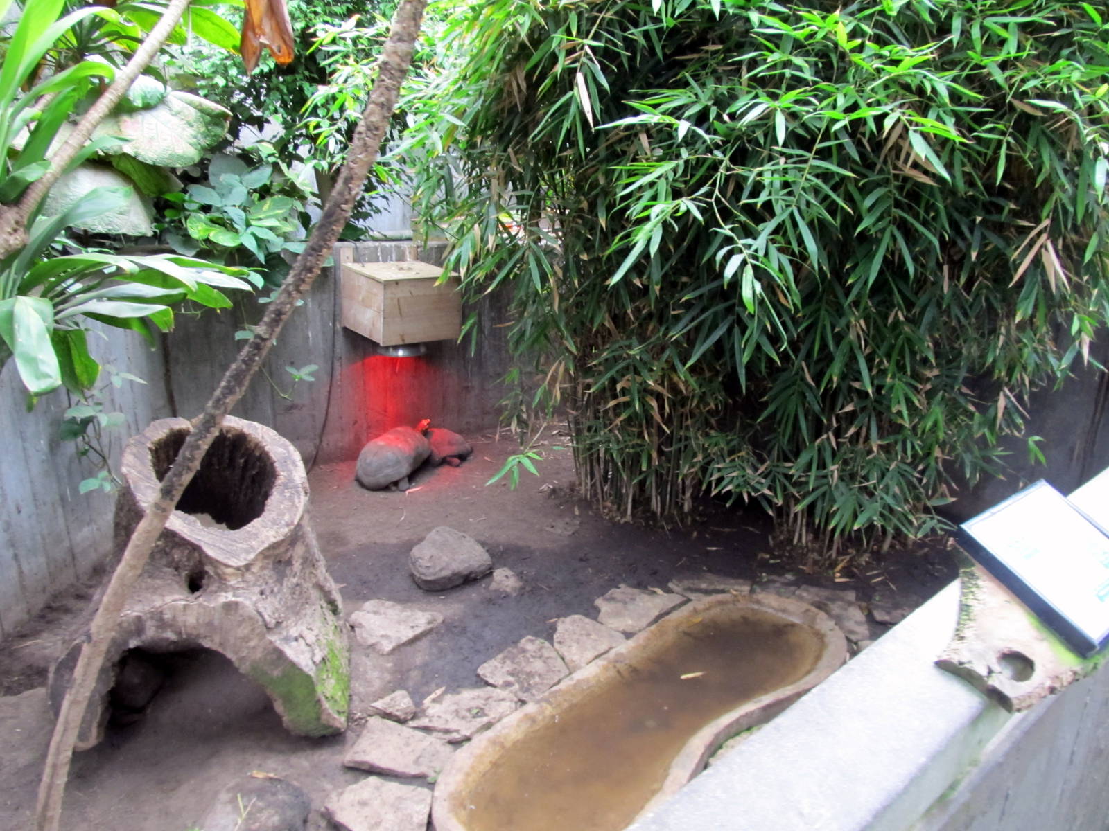 Topeka Zoo 2011 - Red-footed Tortoise Exhibit