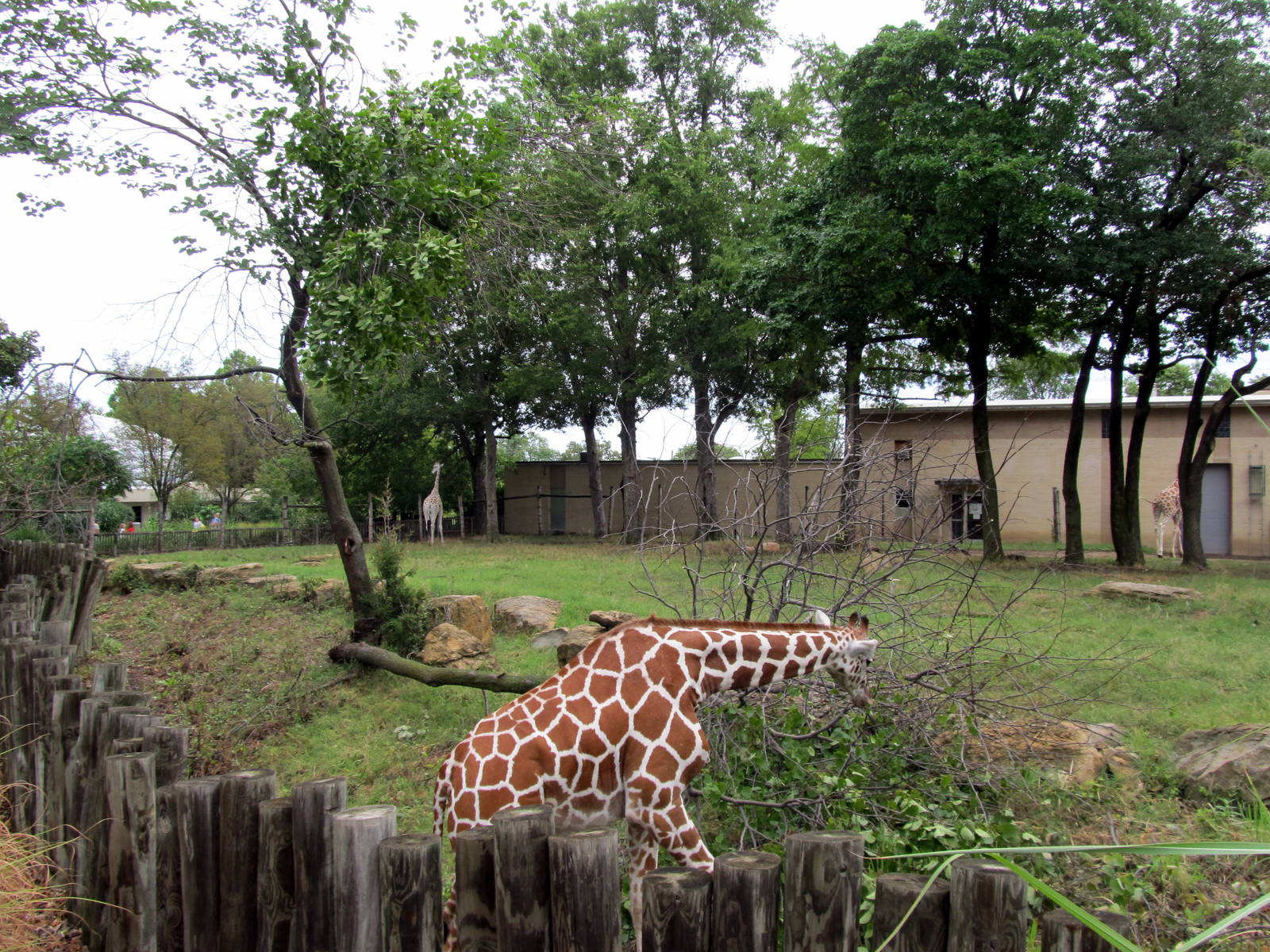 Topeka Zoo 2011 - Reticulated Giraffe Exhibit