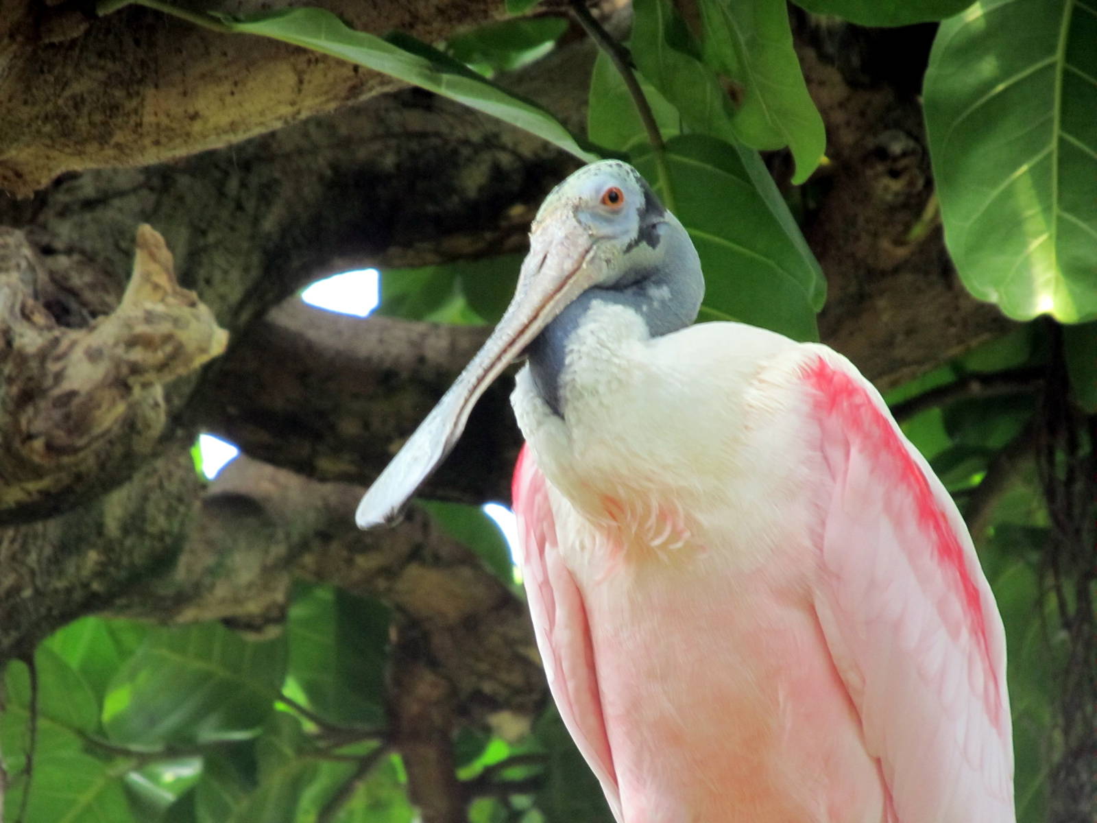Topeka Zoo 2011 - Roseate Spoonbill