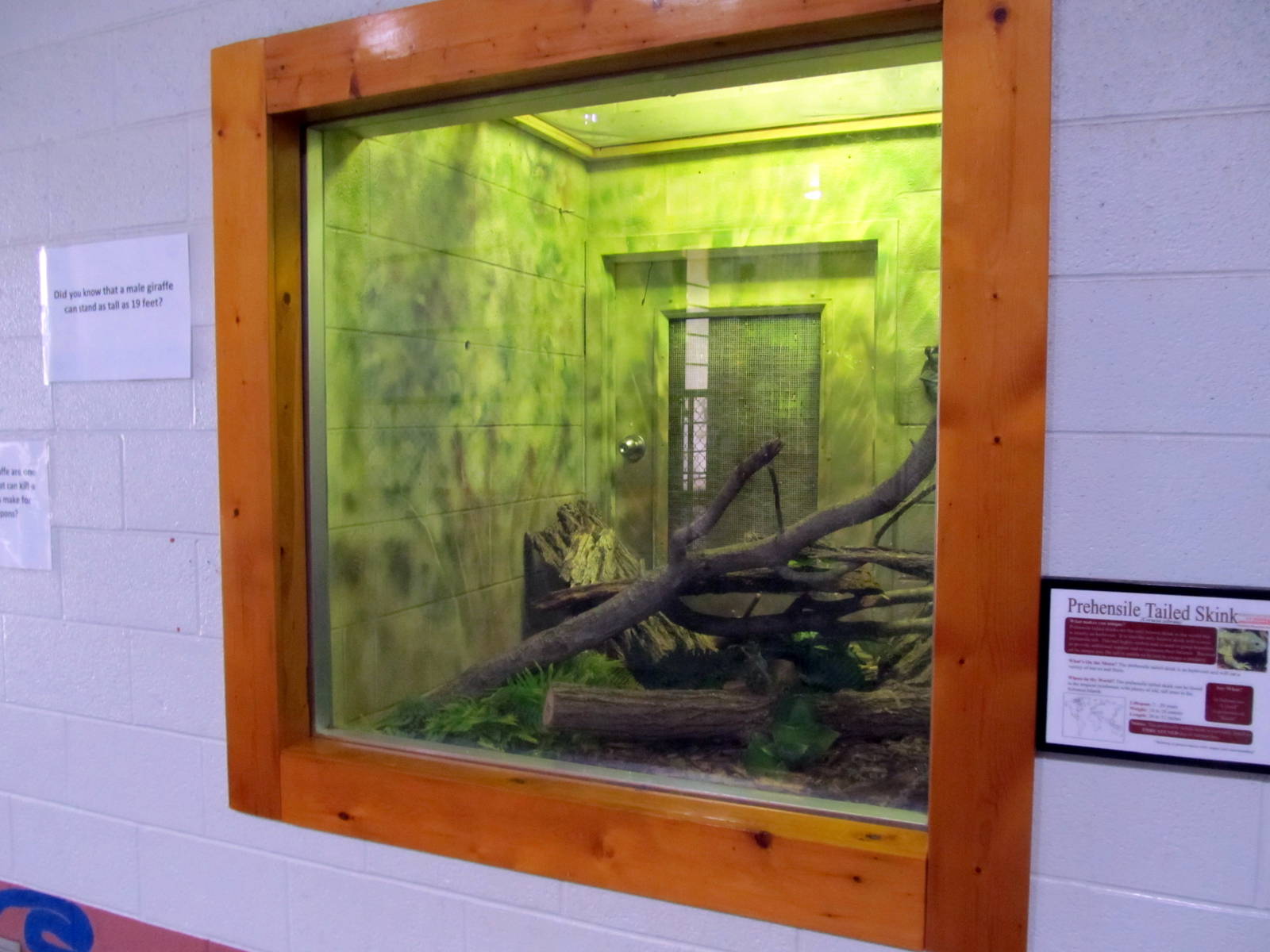 Topeka Zoo 2011 - Solomon Island Skink Exhibit