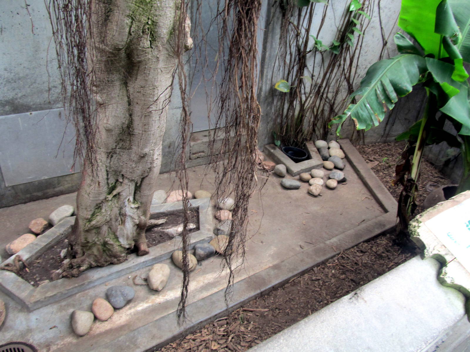 Topeka Zoo 2011 - Southern Three-banded Armadillo Exhibit