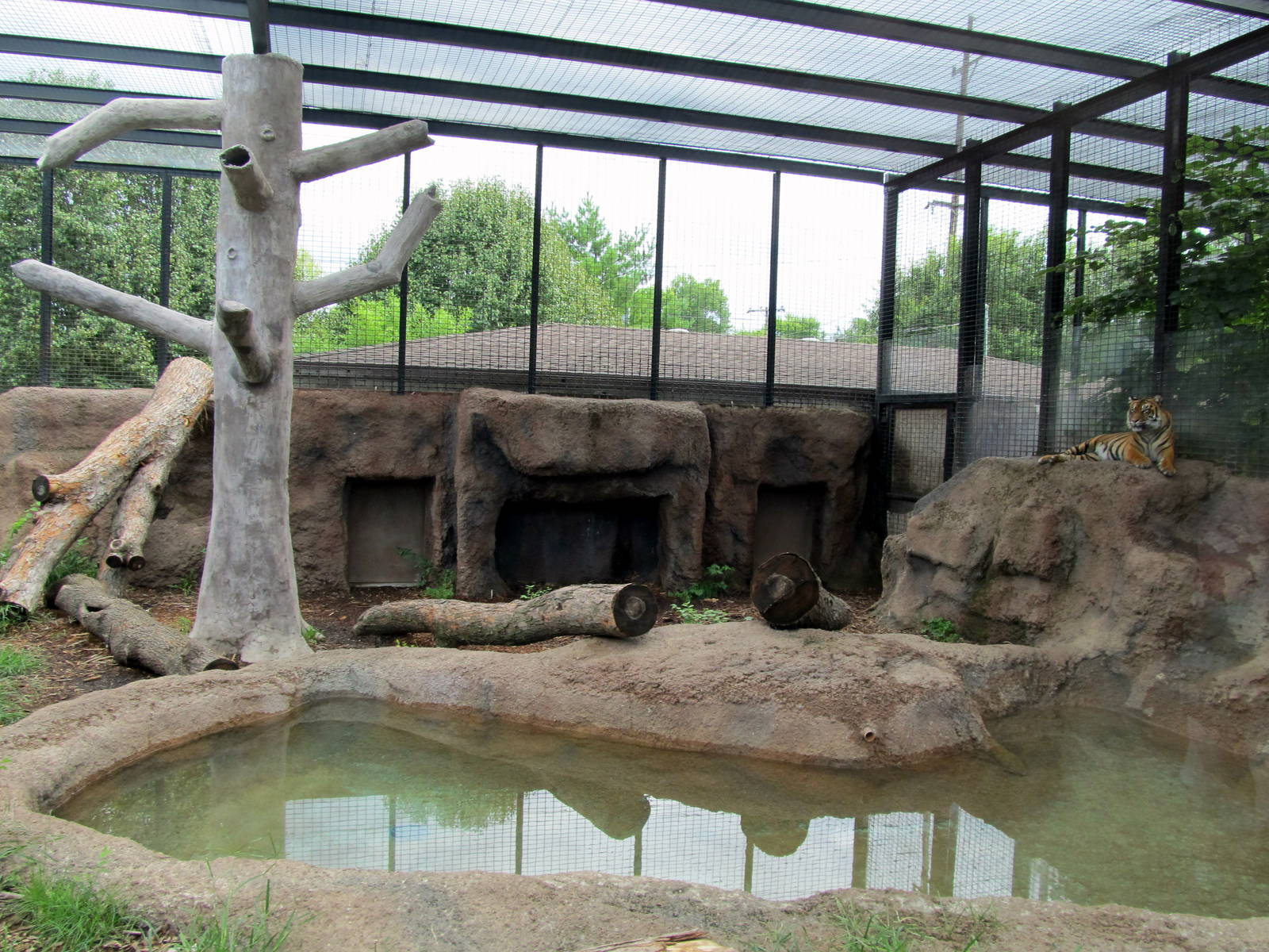 Topeka Zoo 2011 - Sumatran Tiger Exhibit