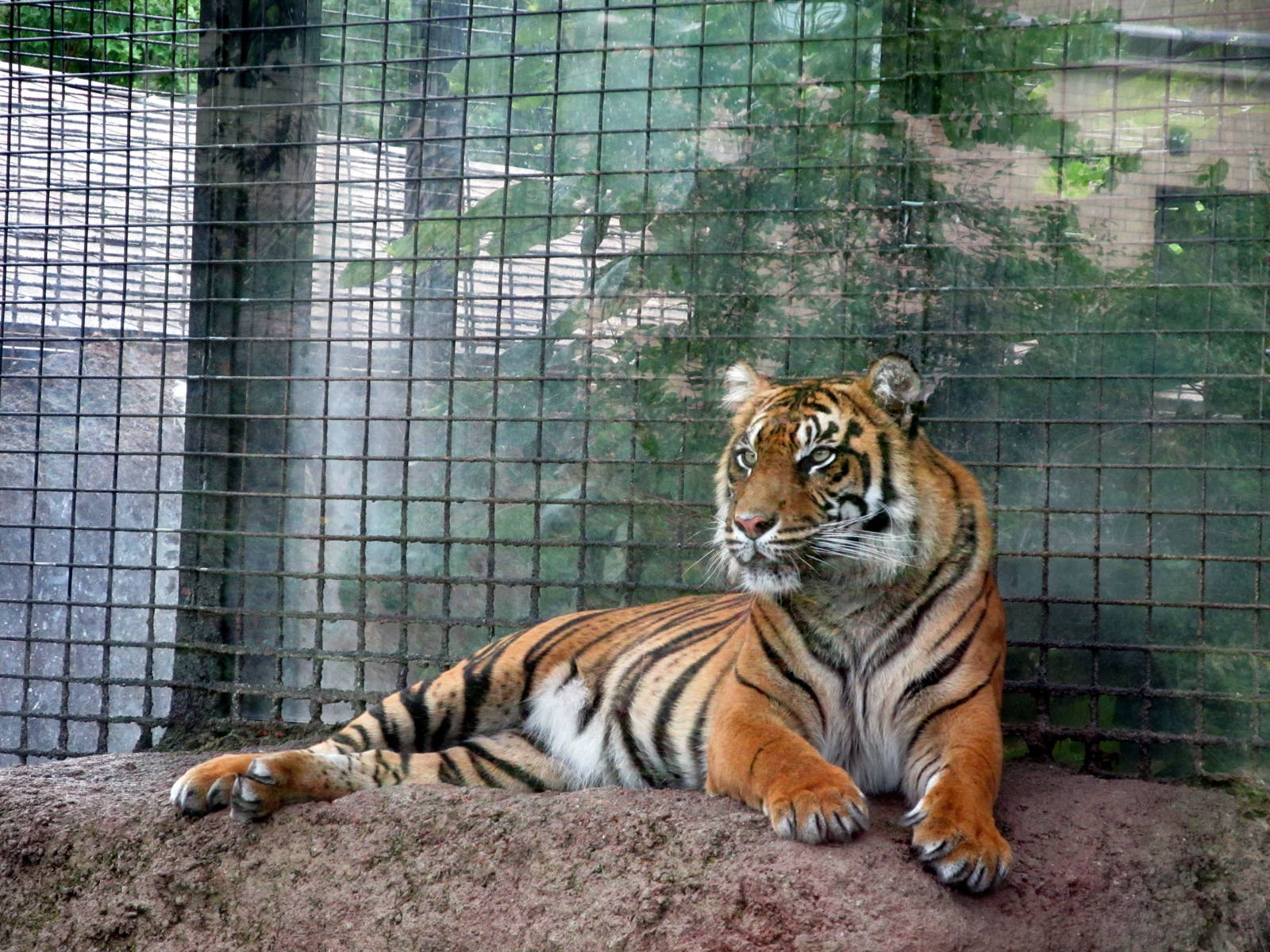 Topeka Zoo 2011 - Sumatran Tiger