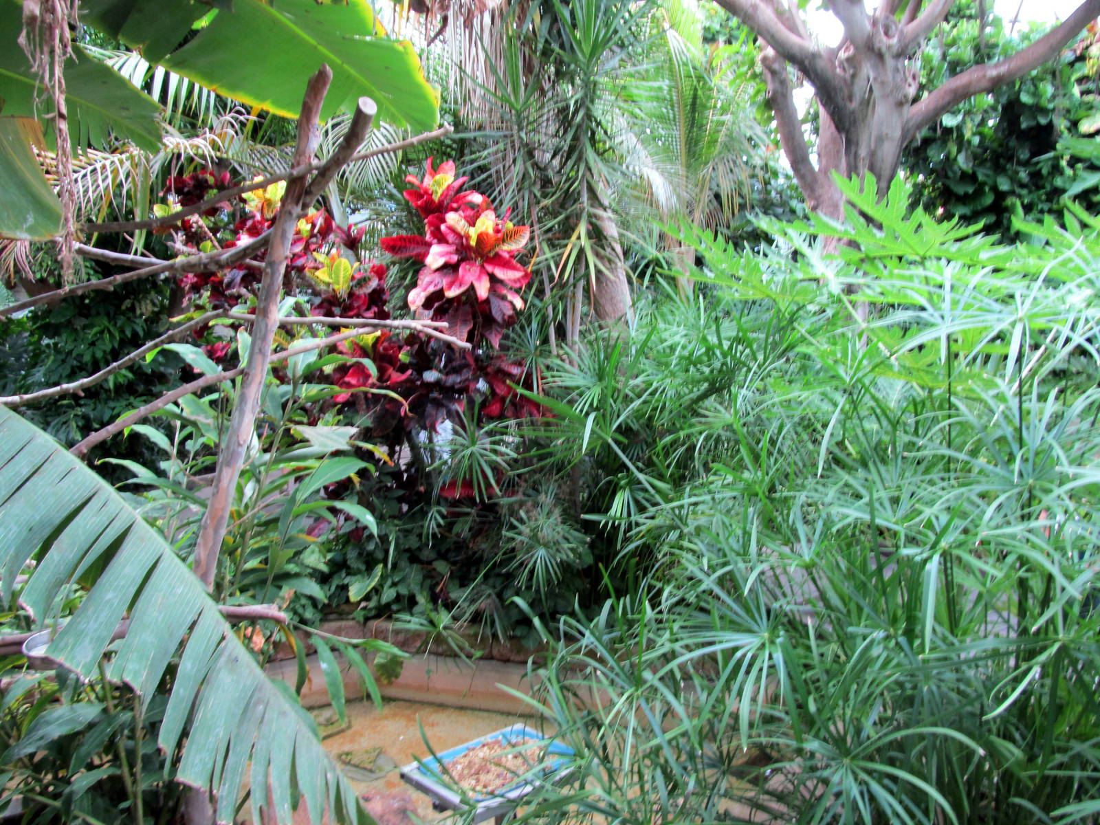 Topeka Zoo 2011 - Tropical Rainforest
