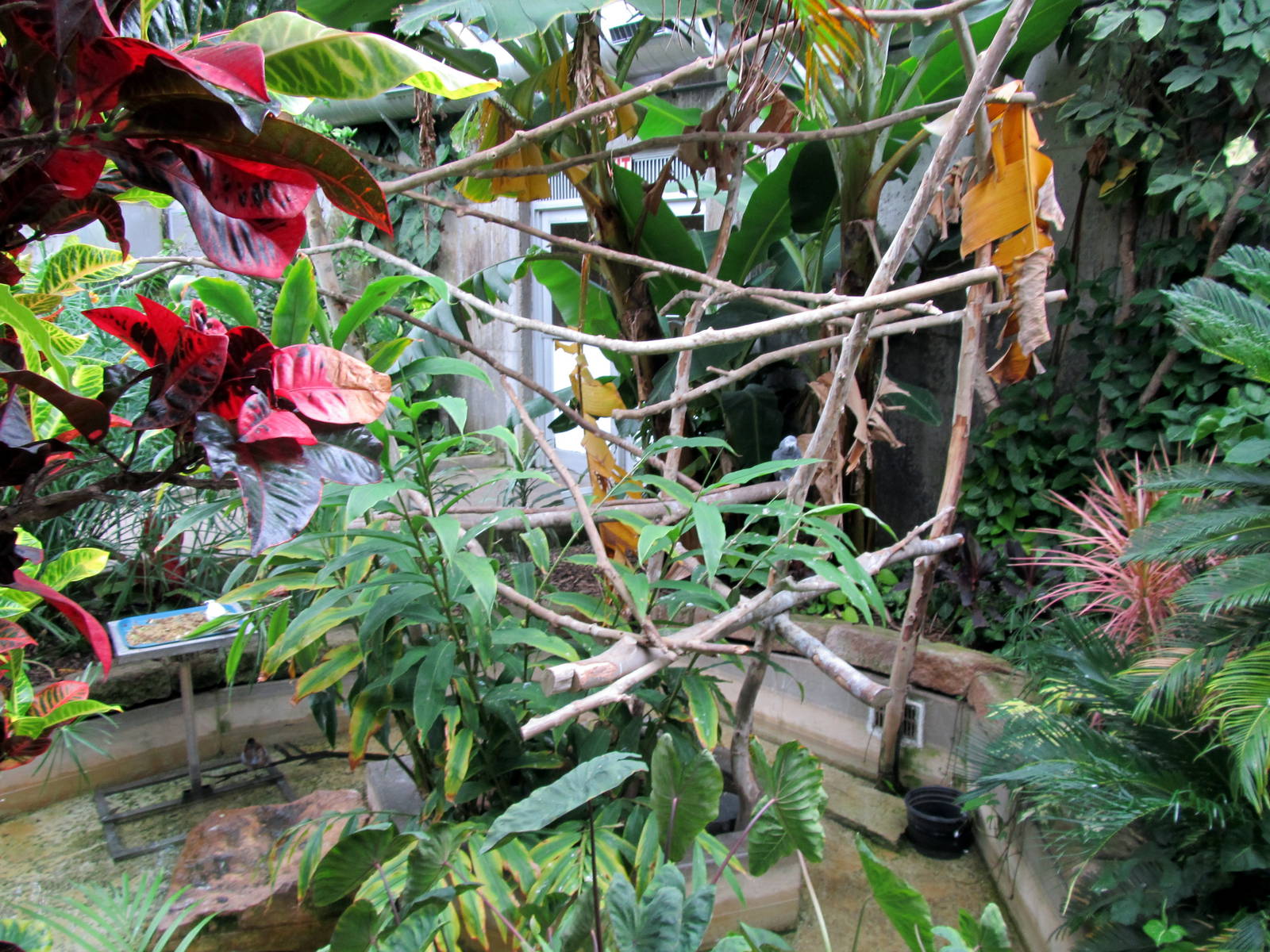 Topeka Zoo 2011 - Tropical Rainforest