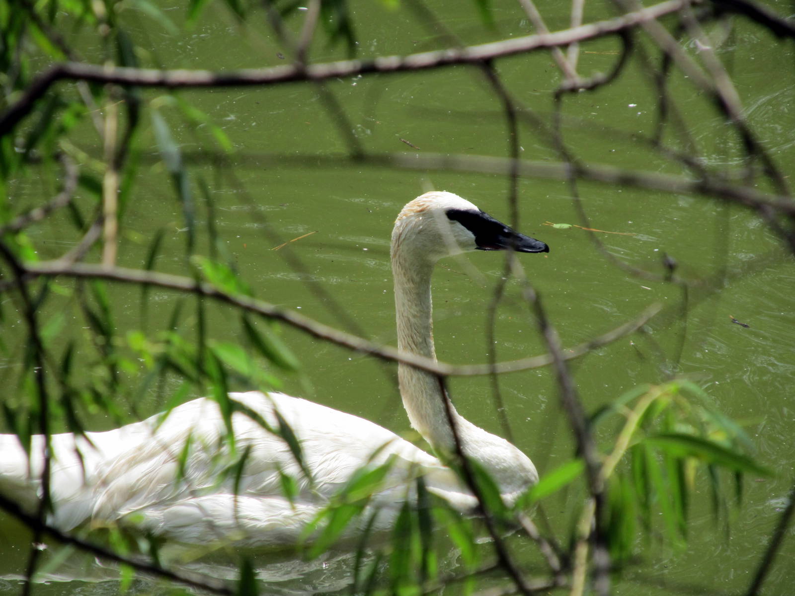 Topeka Zoo 2011 - Trumpeter Swan