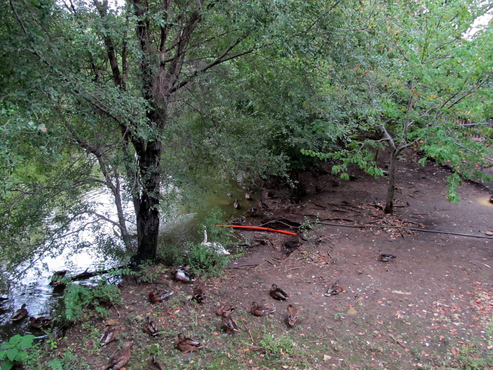 Topeka Zoo 2011 - Waterfowl Exhibit