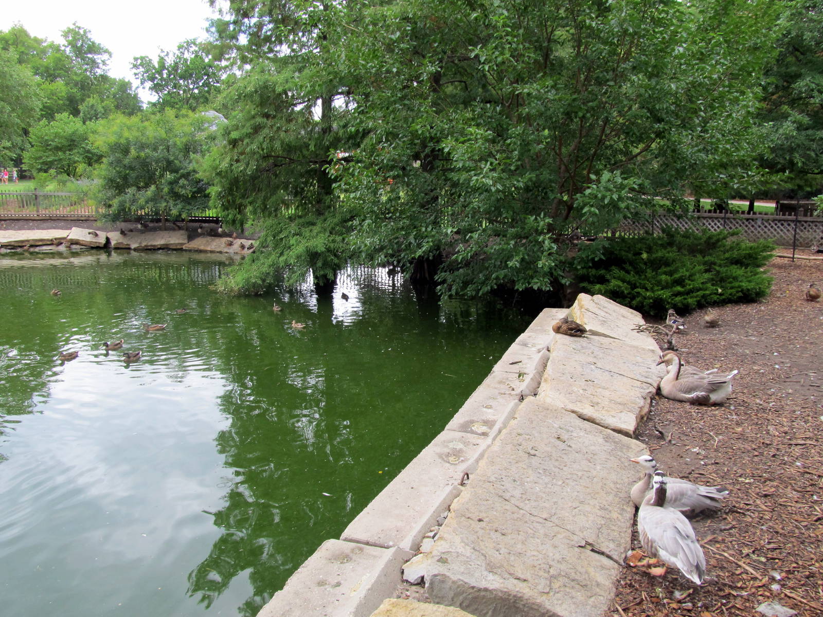 Topeka Zoo 2011 - Waterfowl Exhibit