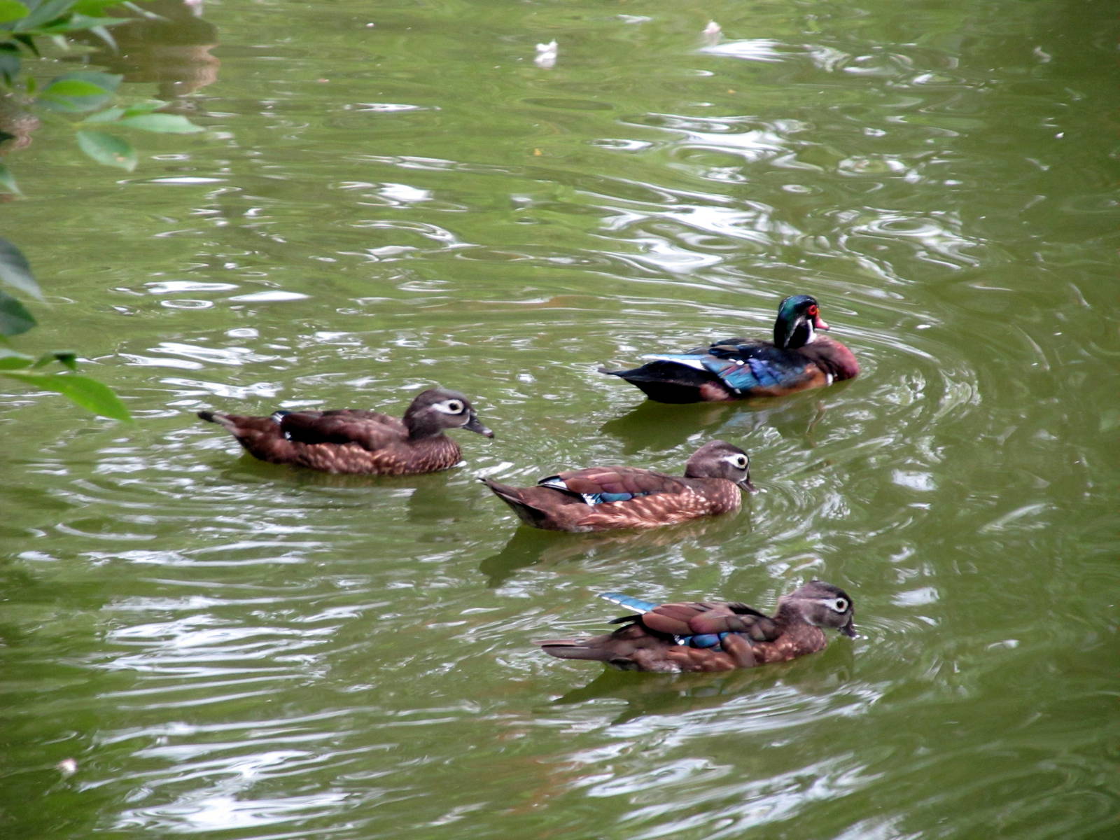 Topeka Zoo 2011 - Wood Ducks
