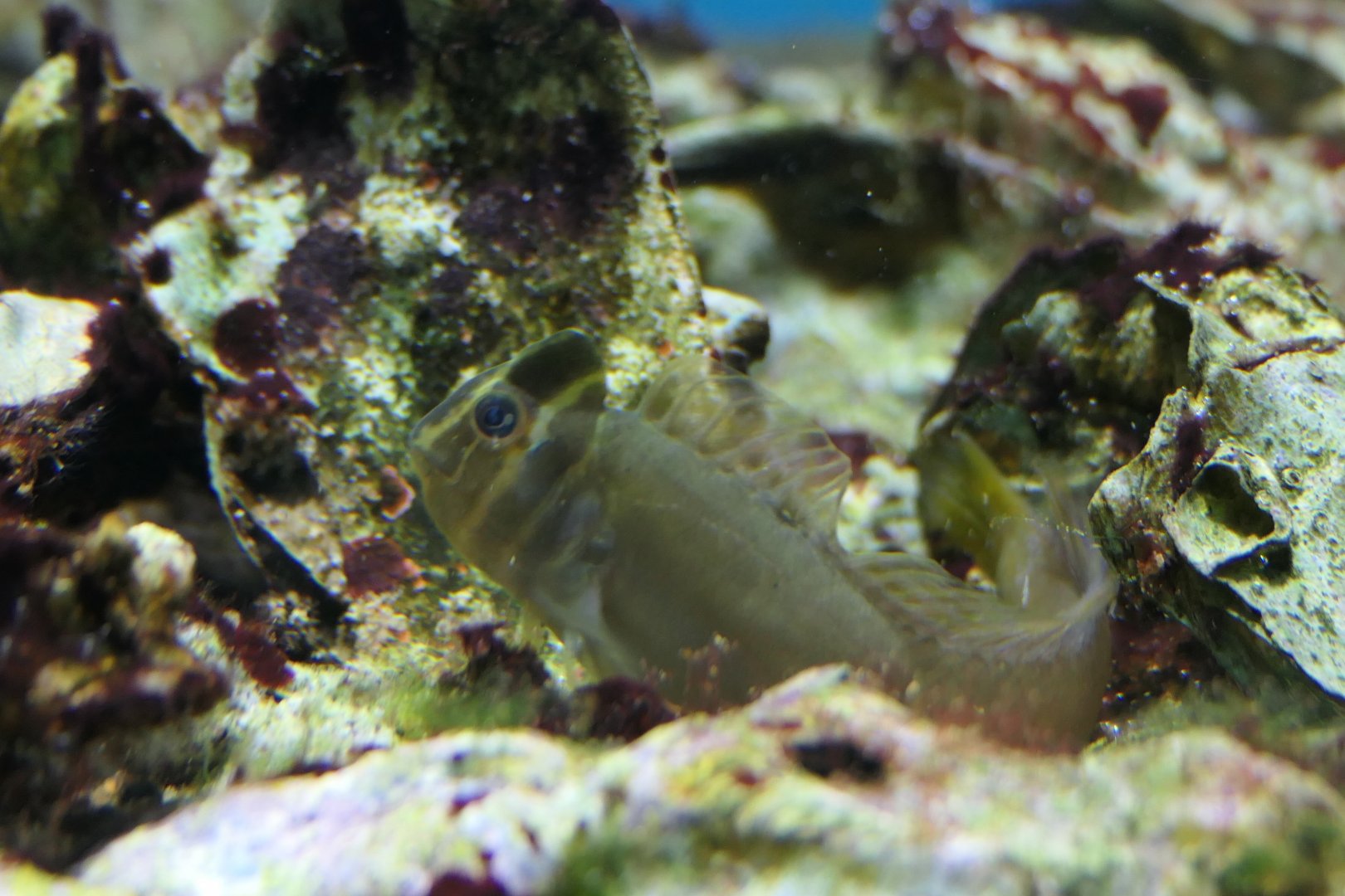 Tophat Blenny (Omobranchus fasciolatoceps)