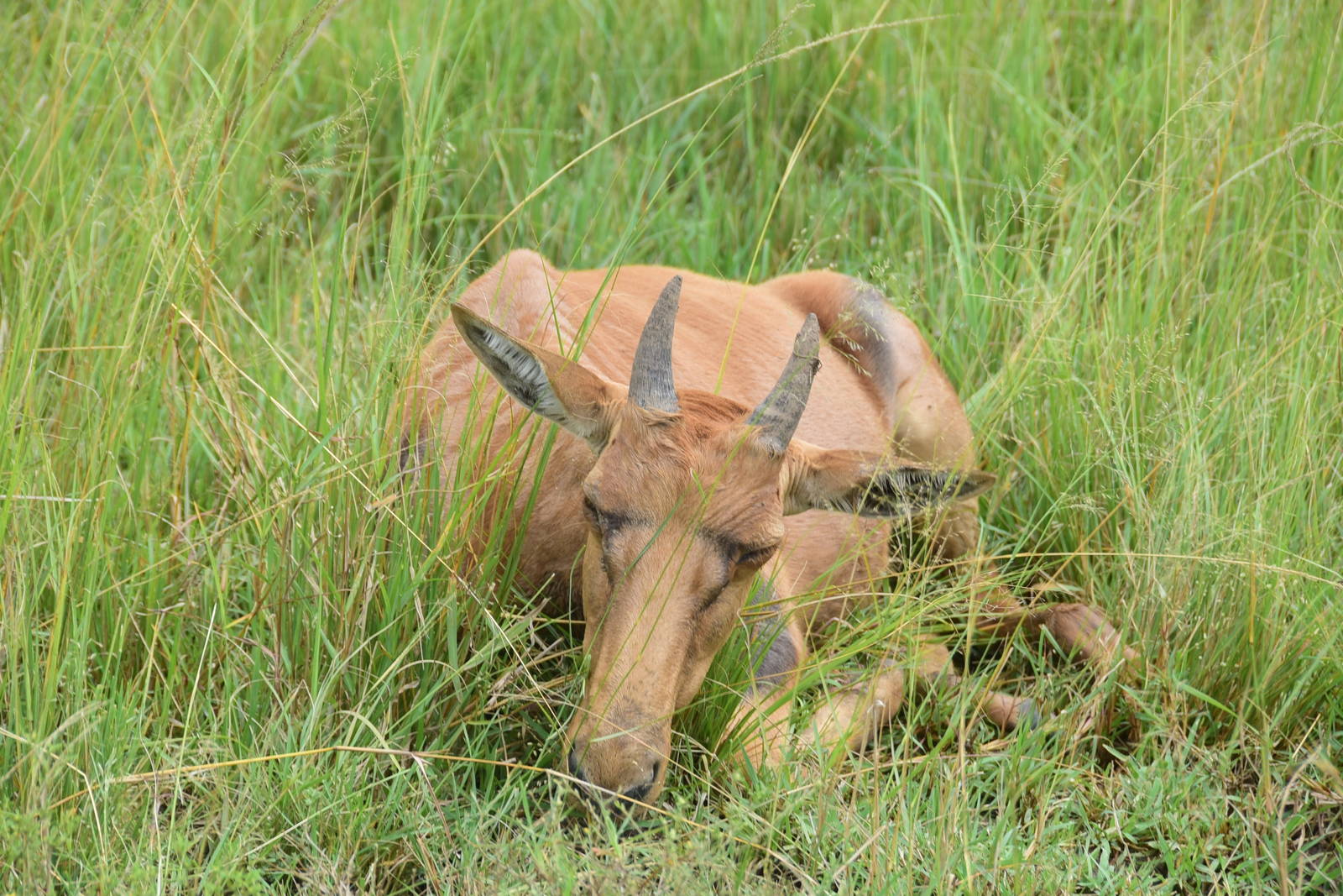 Topi Calf - Masai Mara