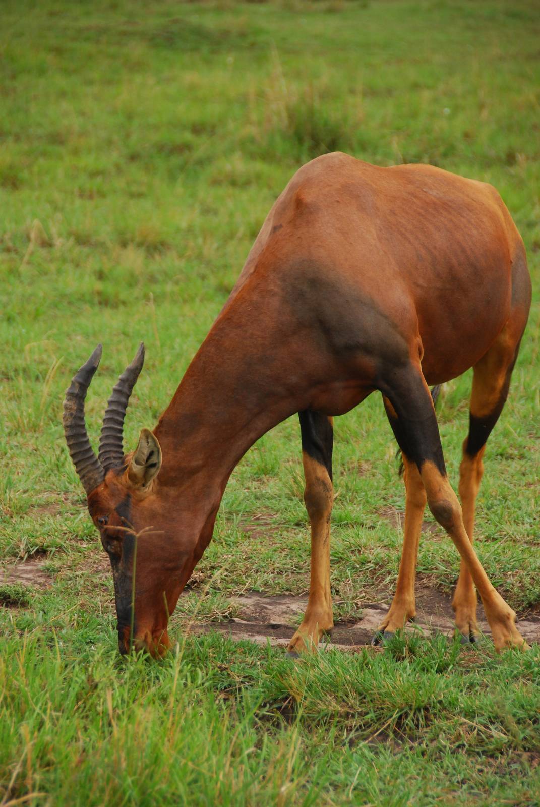 Topi Grazing - Masai Mara NR