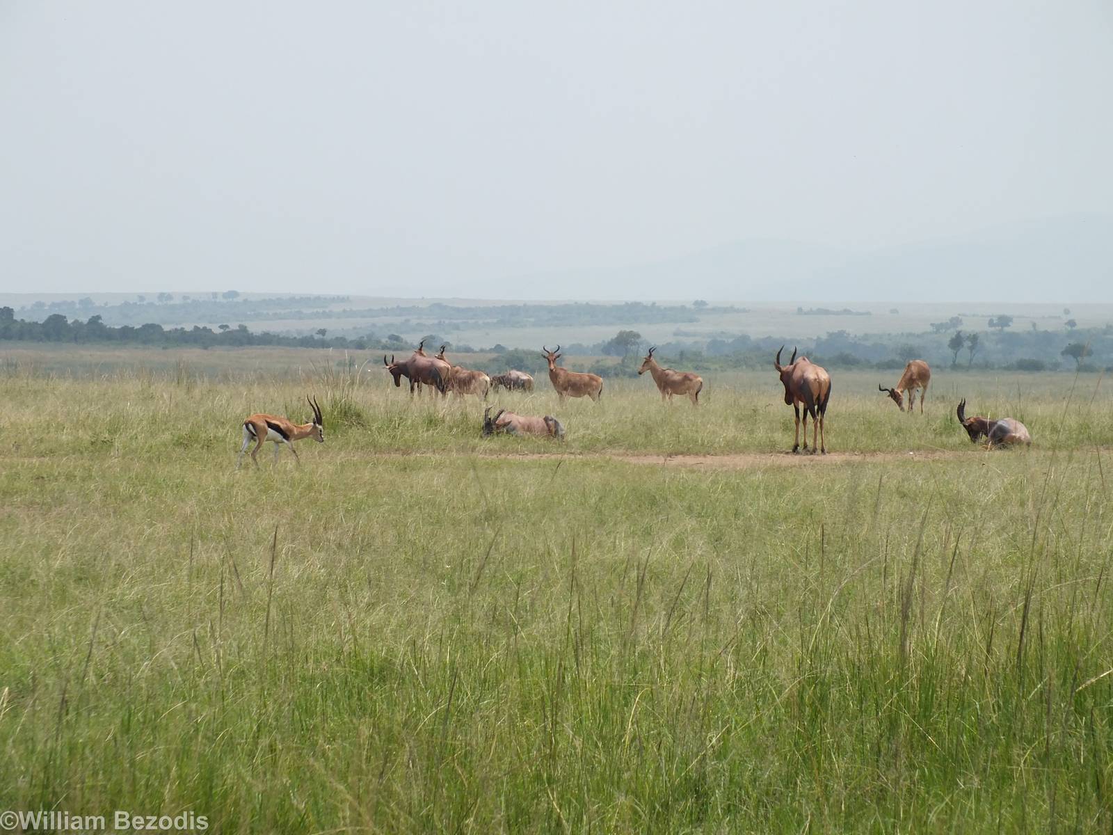 Topi Group and Thomson's Gazelle - Maasai Mara