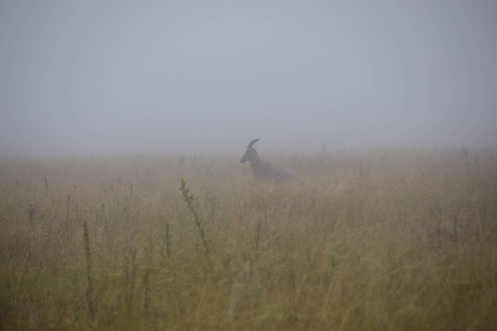 Topi in the Fog  -  Masai Mara