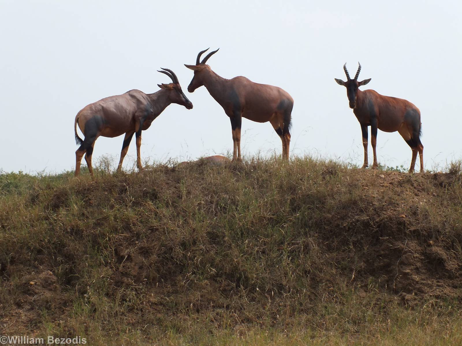 Topi - Maasai Mara