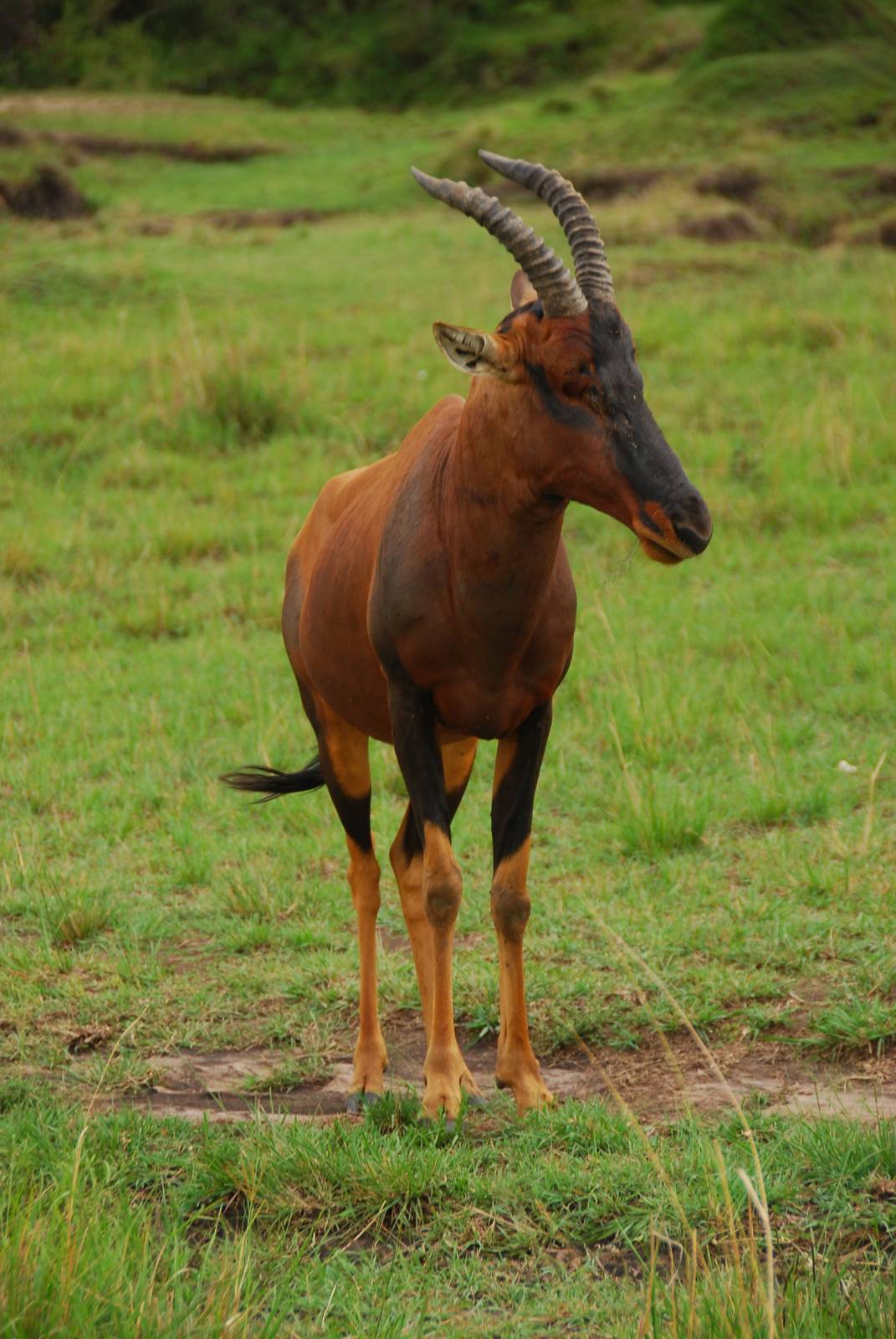 Topi - Masai Mara NR
