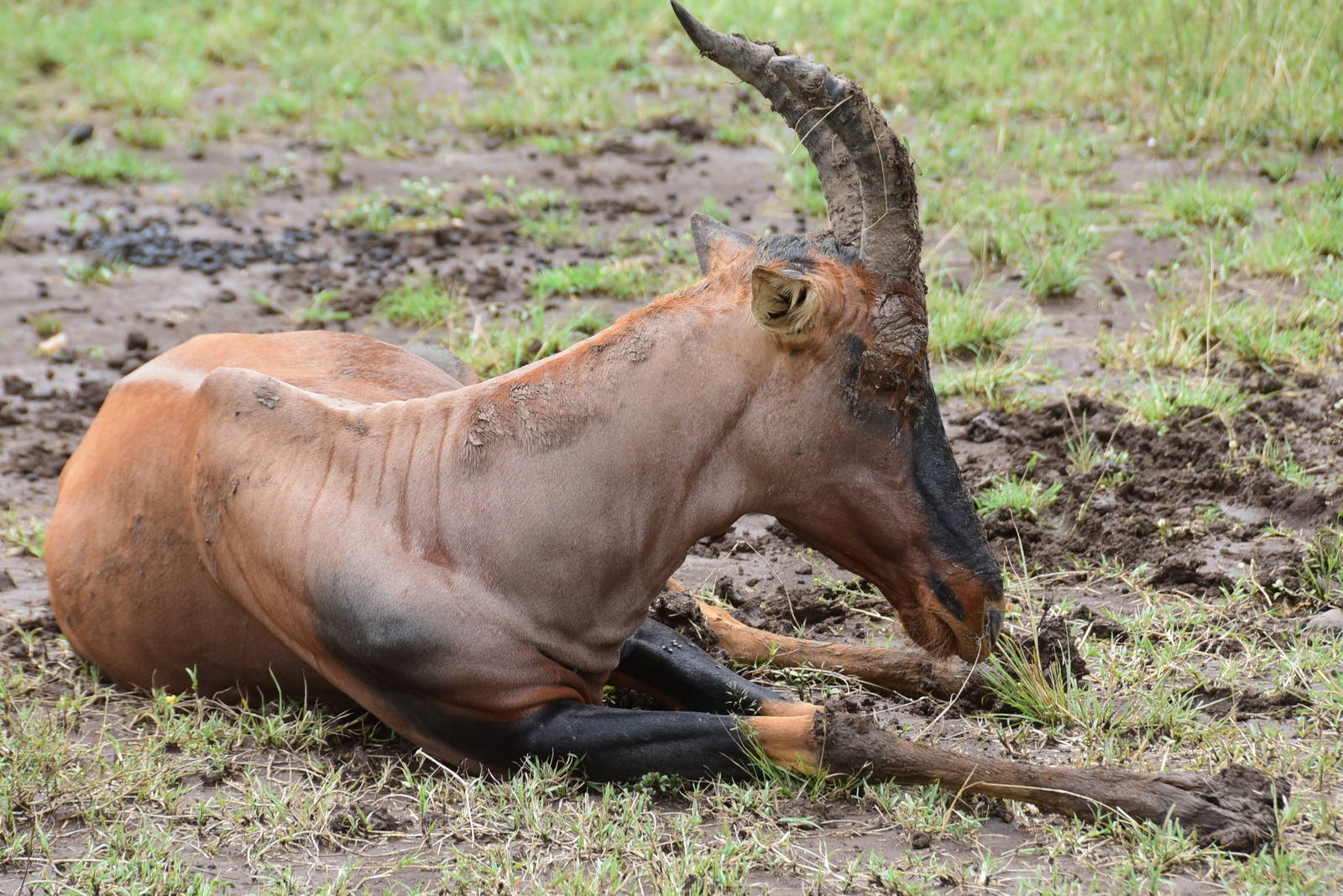 Topi - Masai Mara