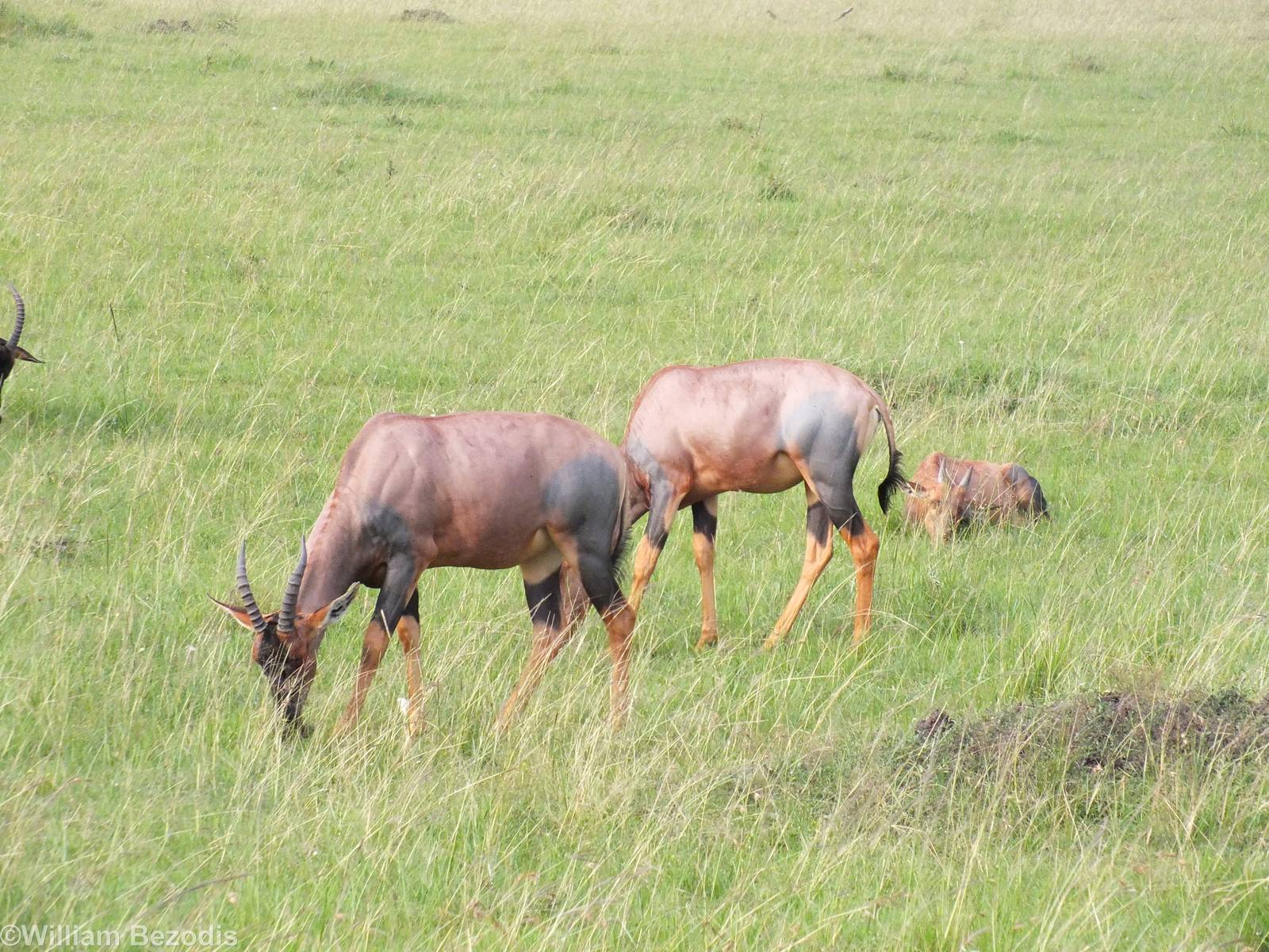 Topi with Young - Maasai Mara