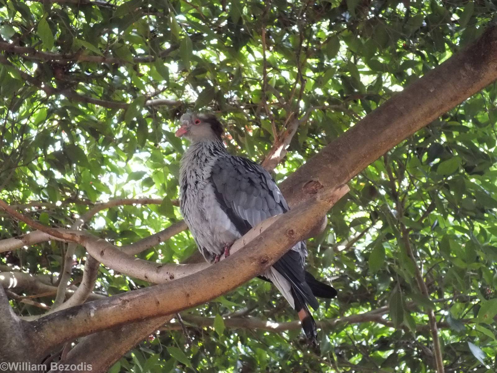 Topknot Pigeon in Walkthrough Aviary