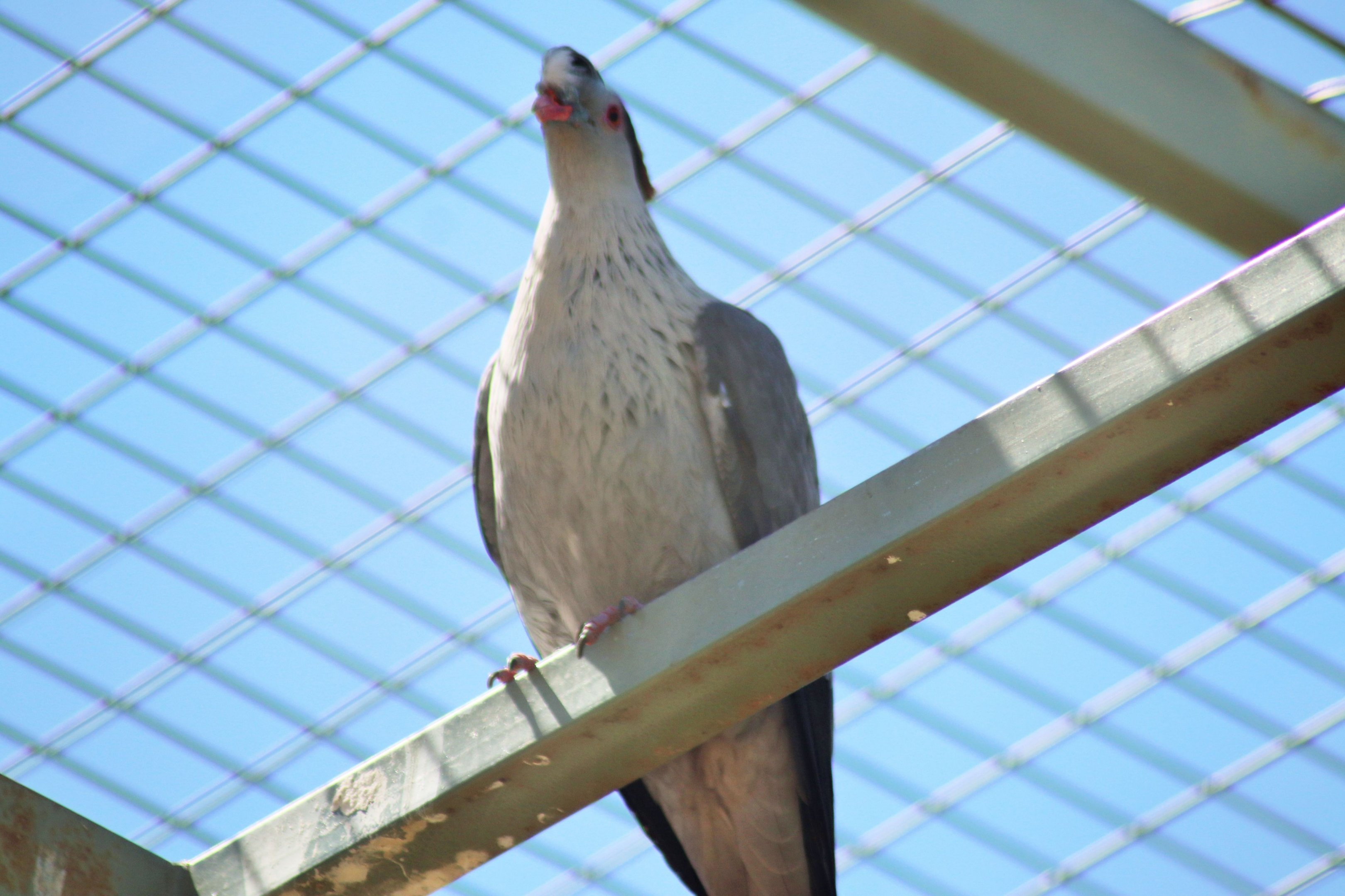 Topknot Pigeon (Lopholaimus antarcticus)