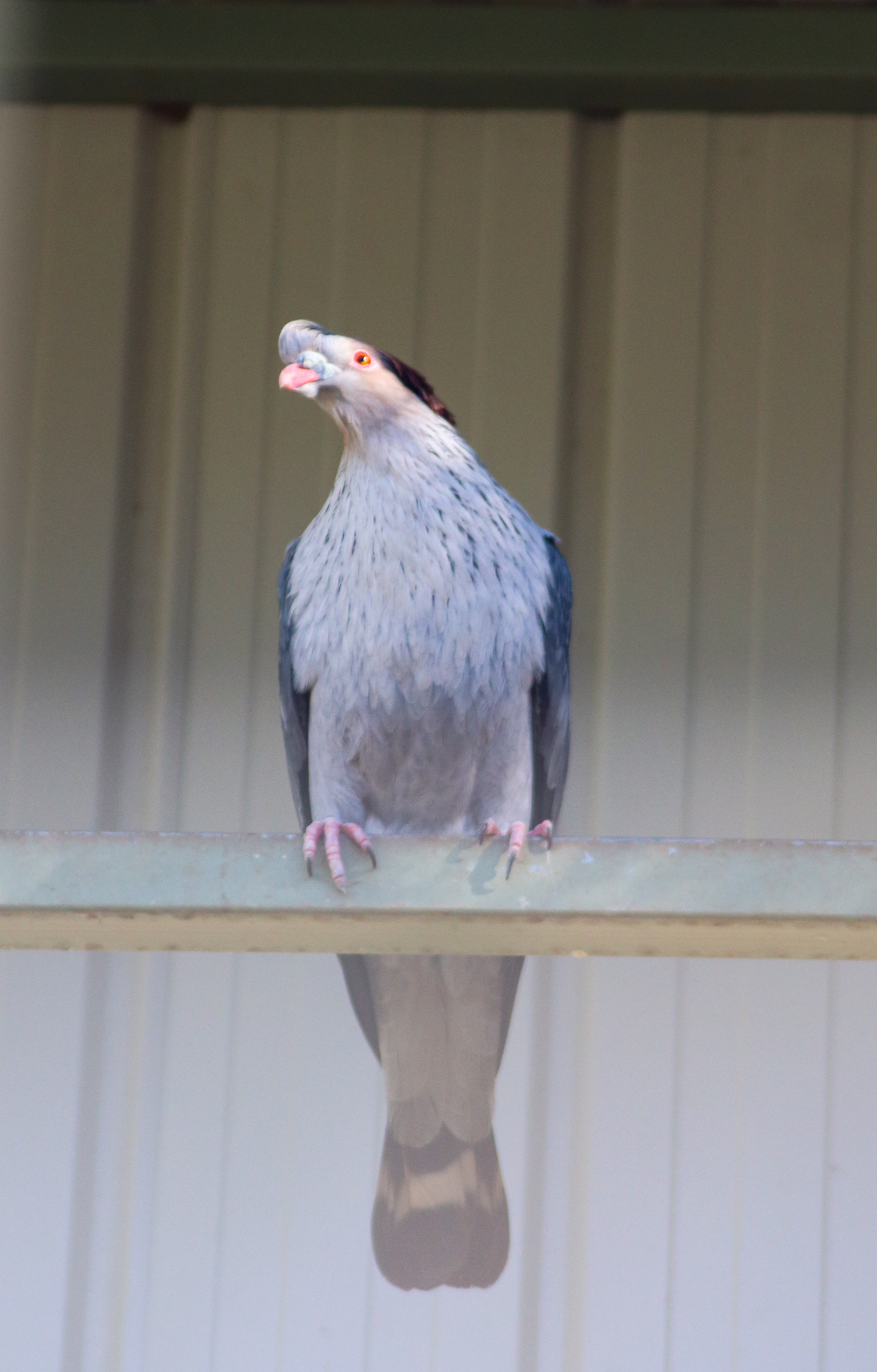 Topknot Pigeon (Lopholaimus antarcticus)