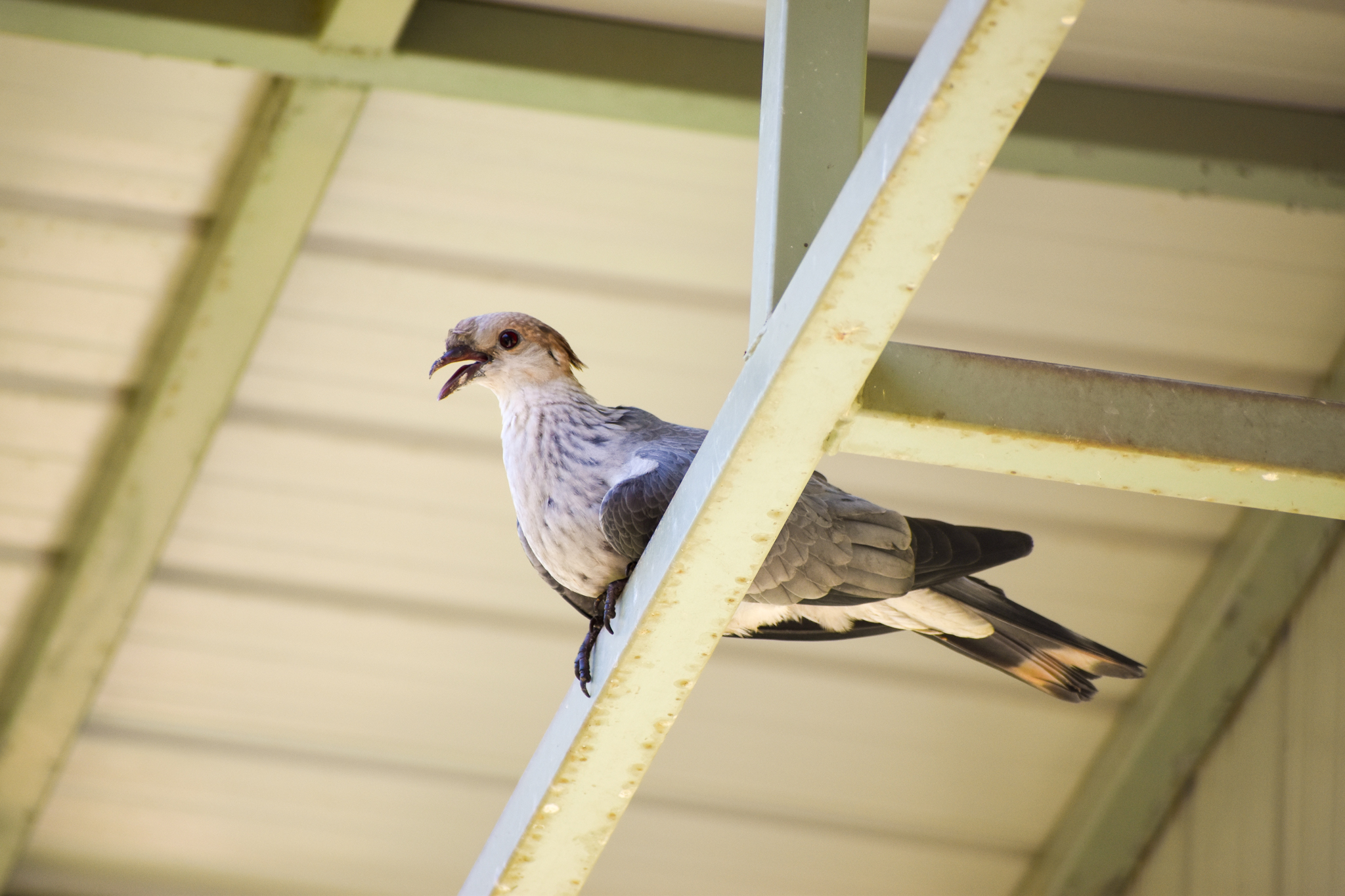Topknot Pigeon (Lopholaimus antarcticus)