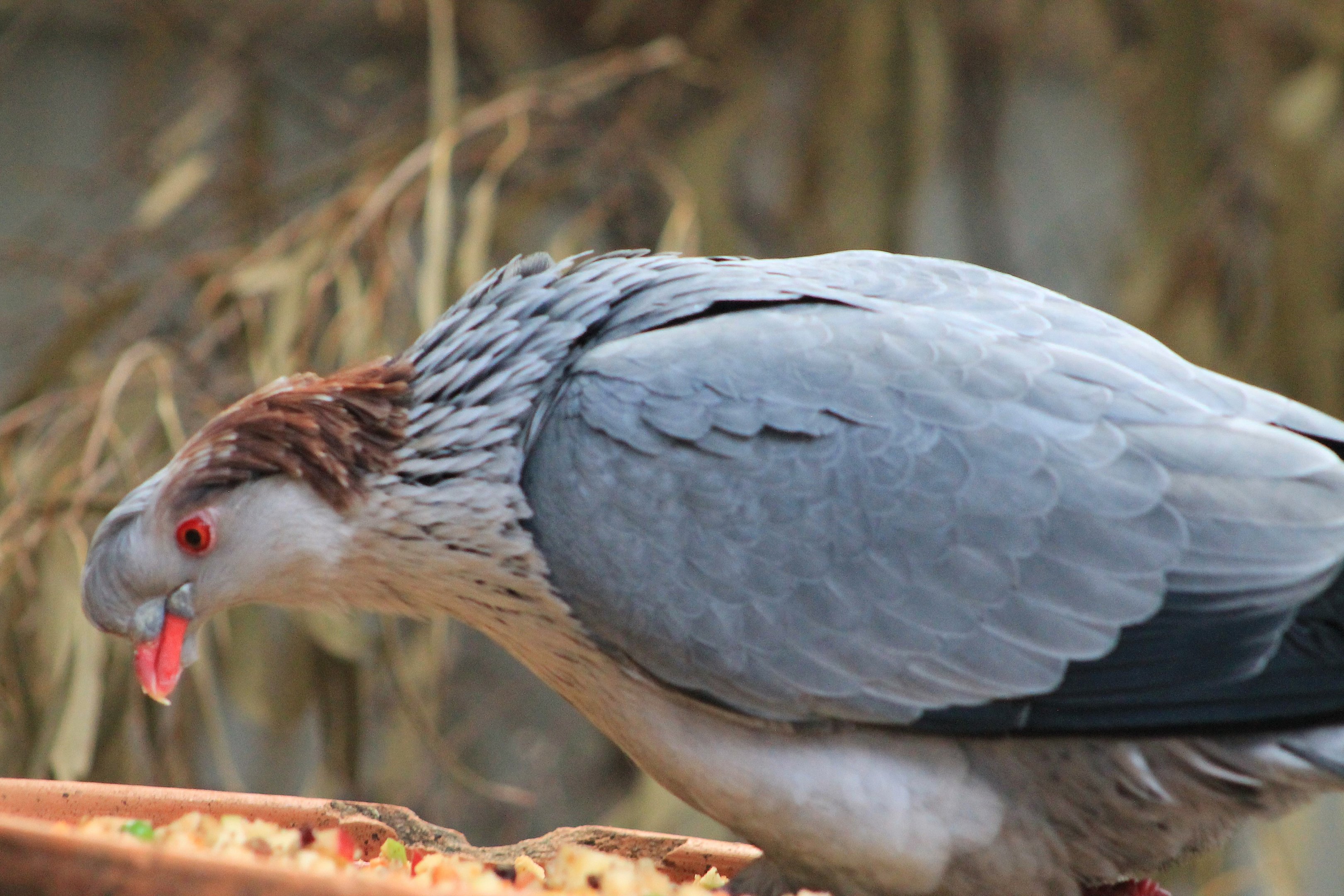 Topknot Pigeon (Lopholaimus antarcticus)