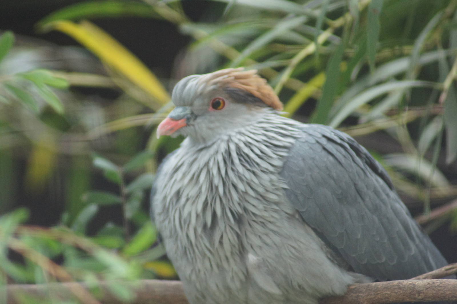 Topknot Pigeon