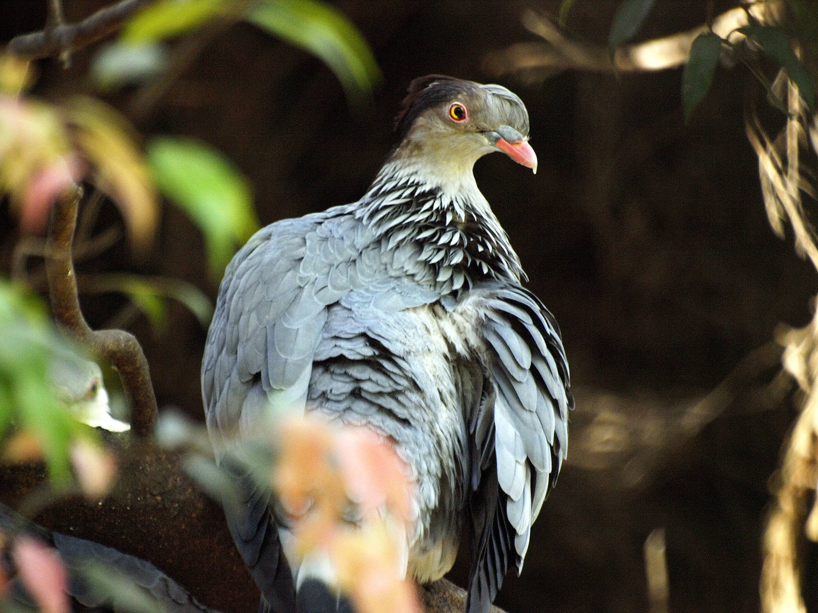 Topknot pigeon