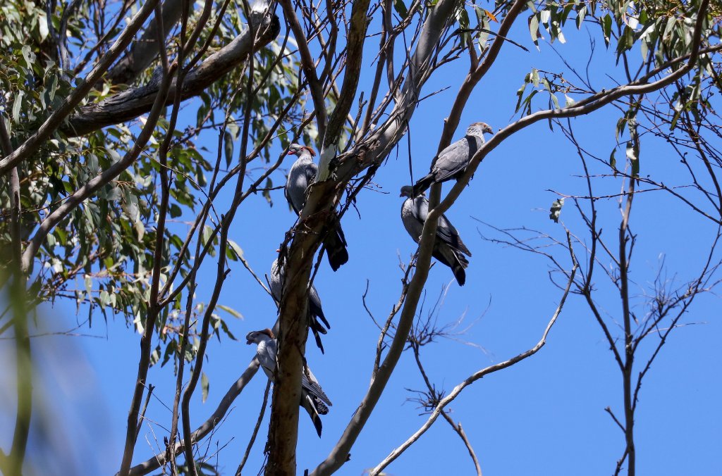 Topknot Pigeon