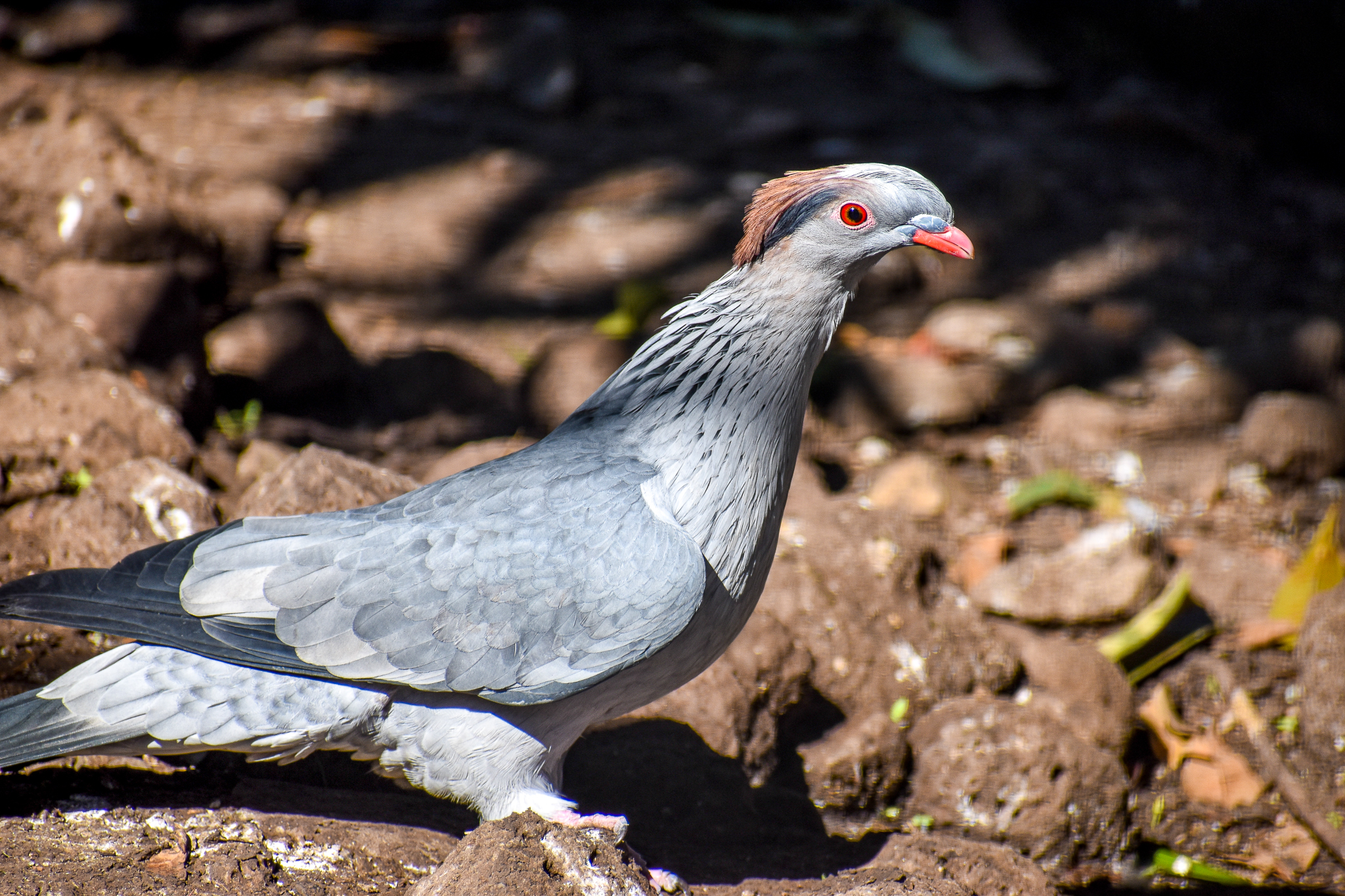 Topknot Pigeon