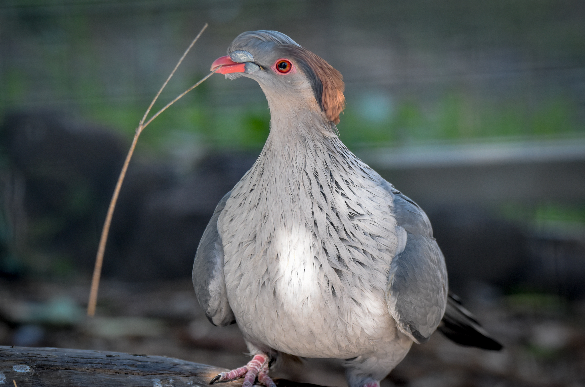 Topknot Pigeon